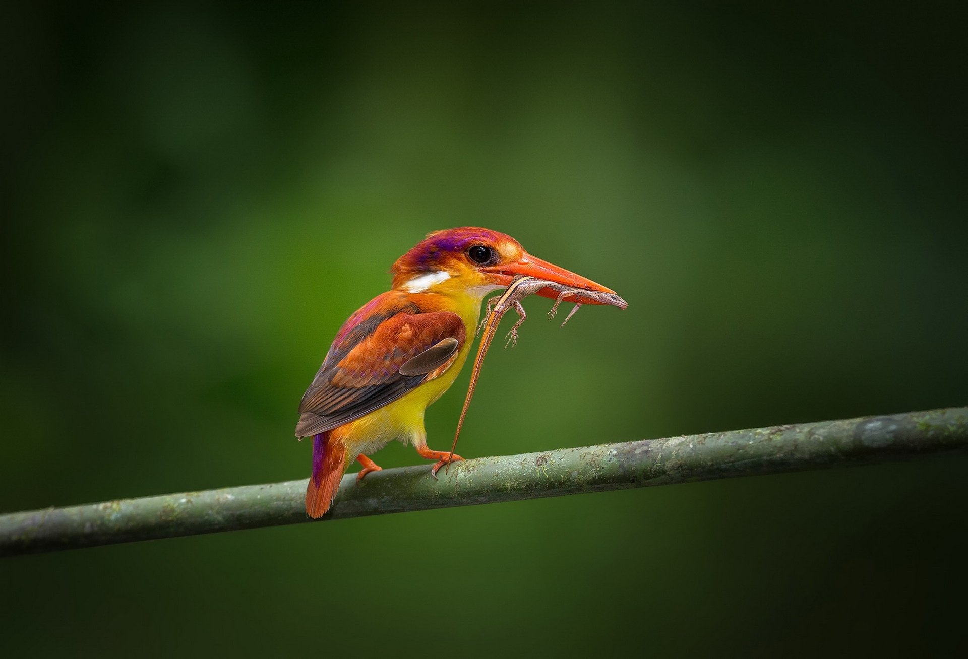 rama pájaro martín pescador rojo lagarto presa comida