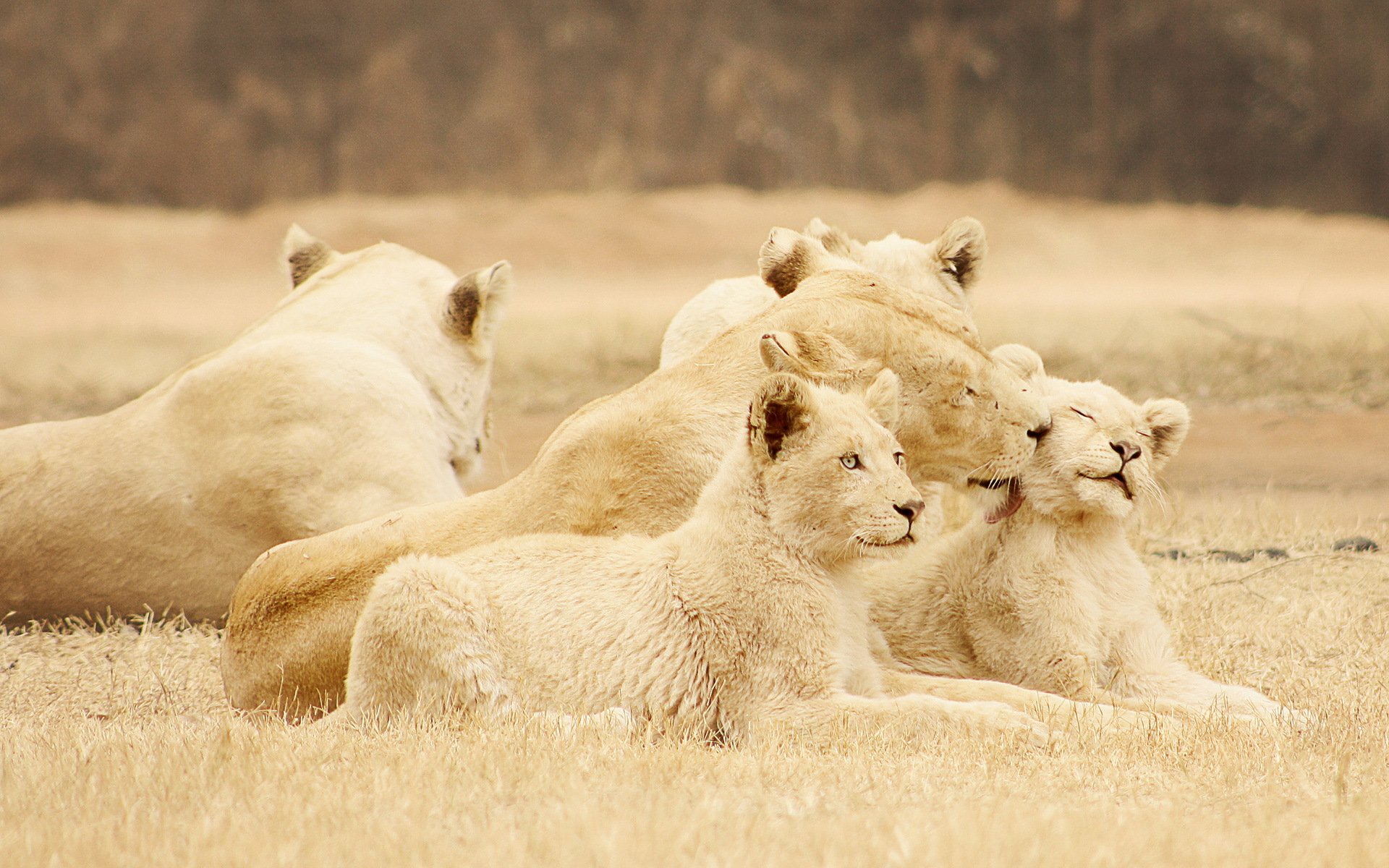 lions nature fond