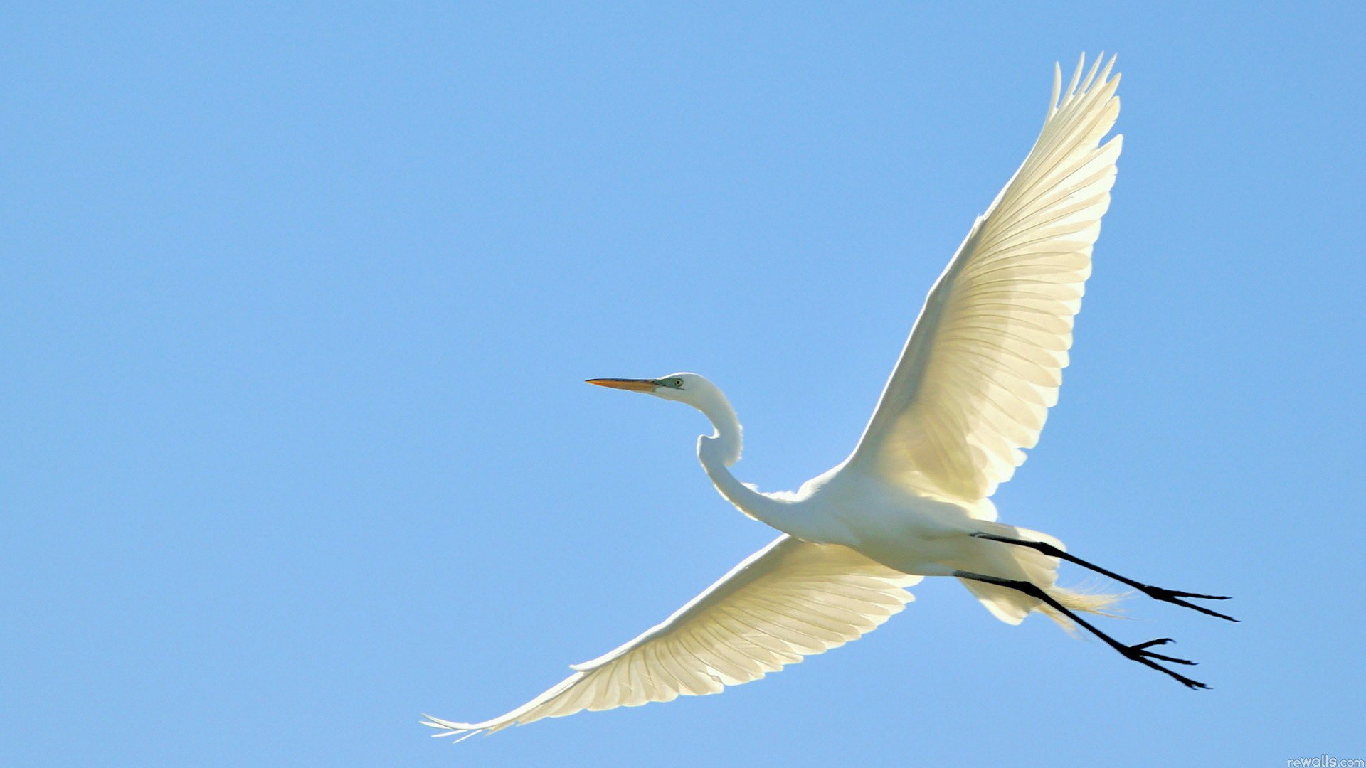 uccello airone cicogna volo cielo ali becco