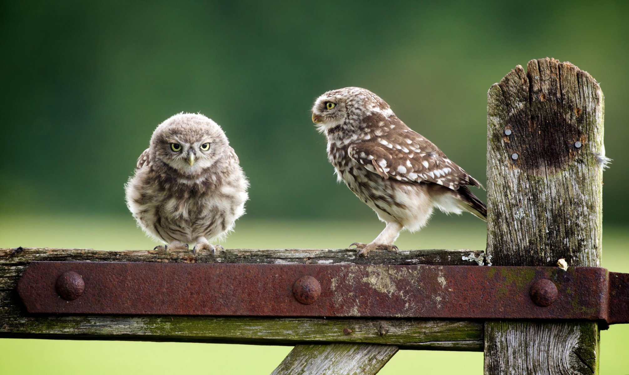 eulen eulen vögel natur zaun