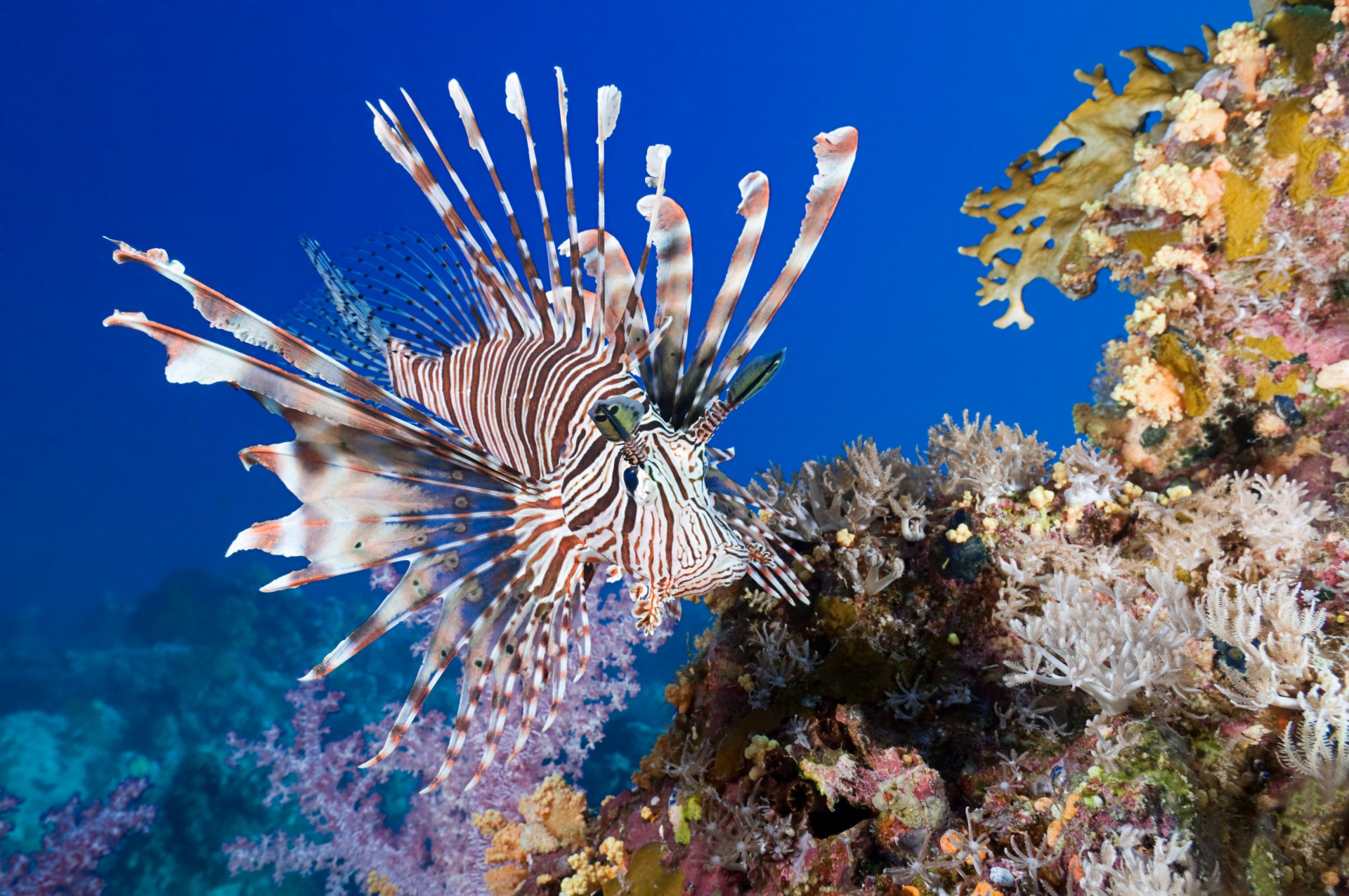 pez león coral pescado mar agua coral bajo el agua