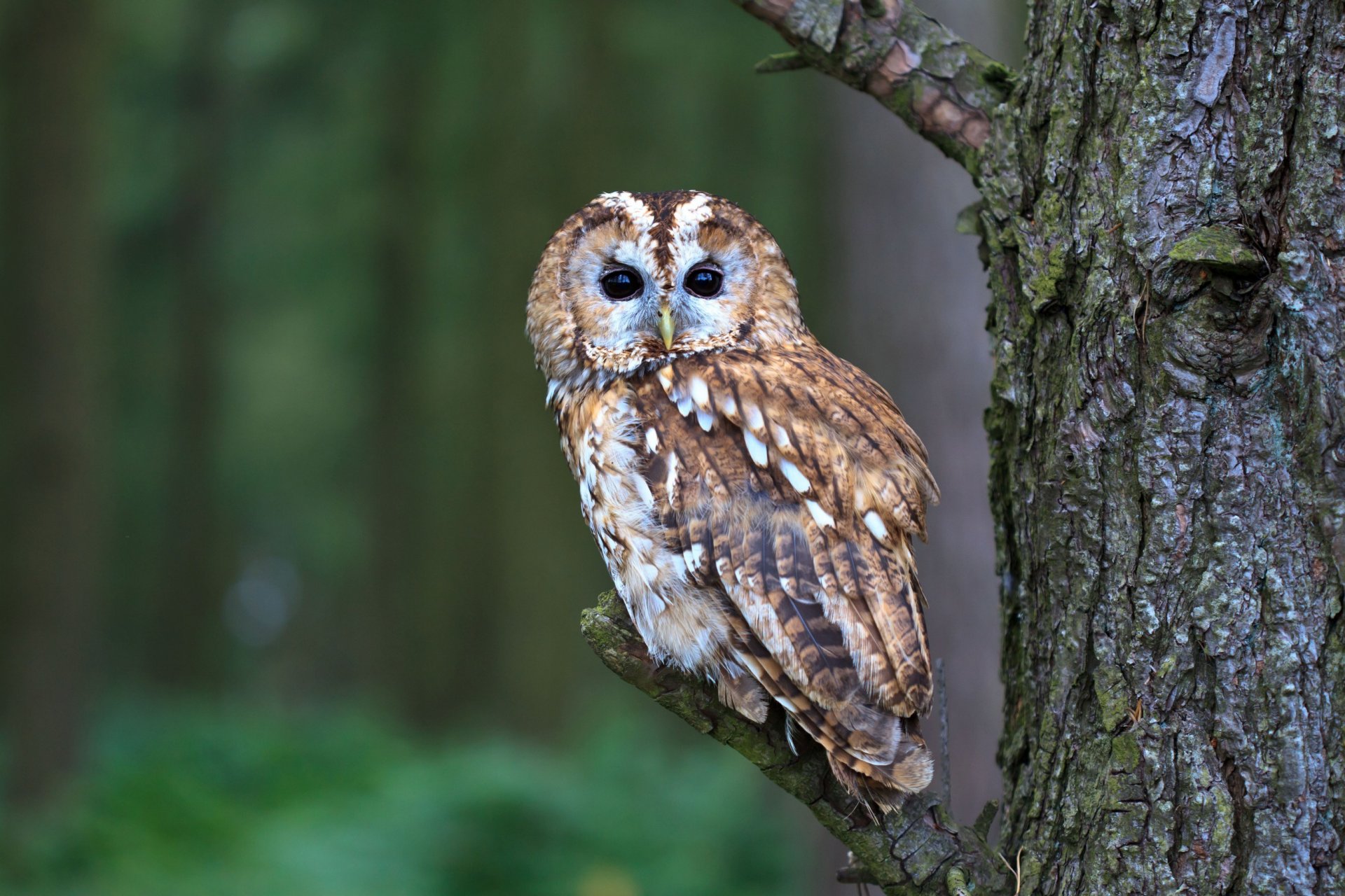 vogel eule natur