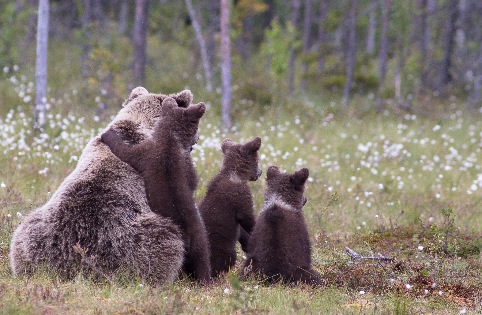 orso orso seme erba foresta natura