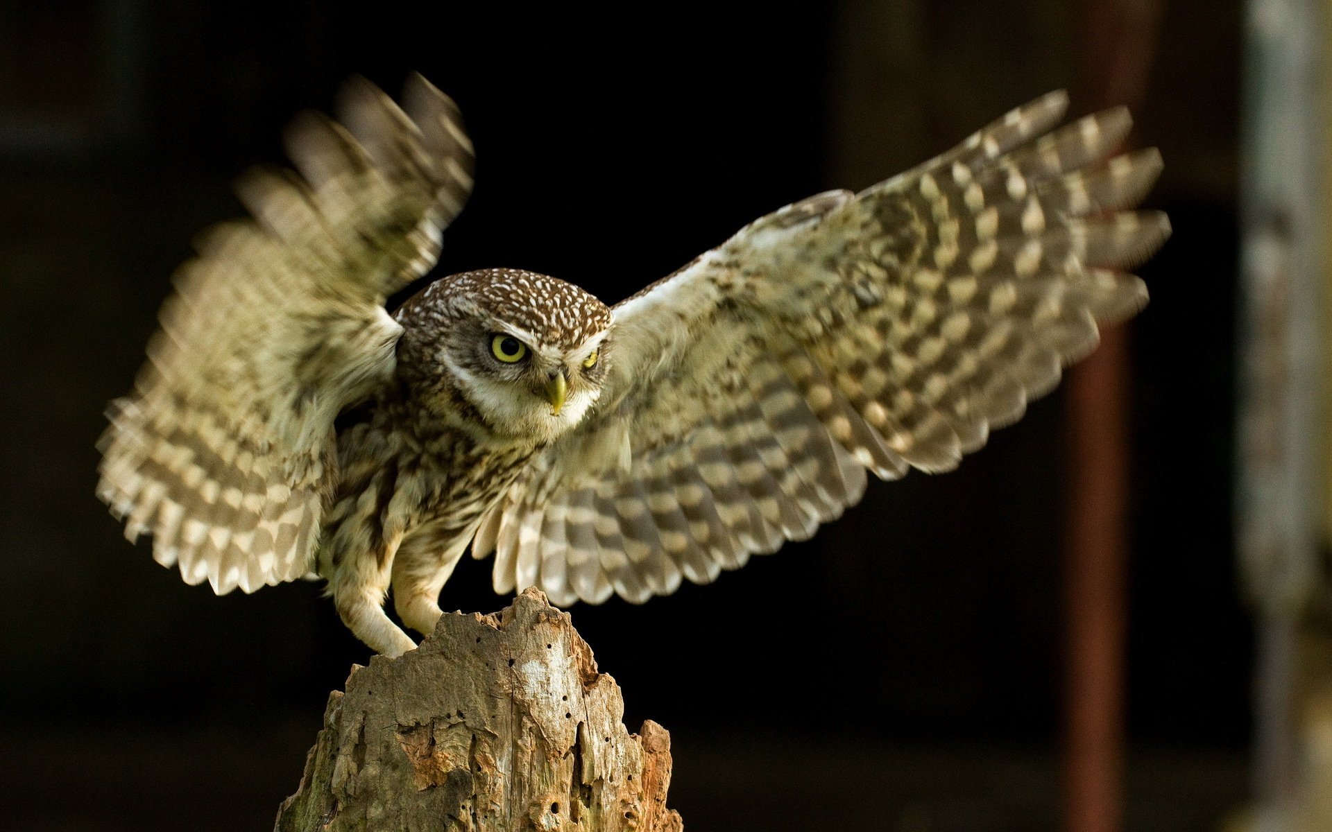 uccello gufo natura