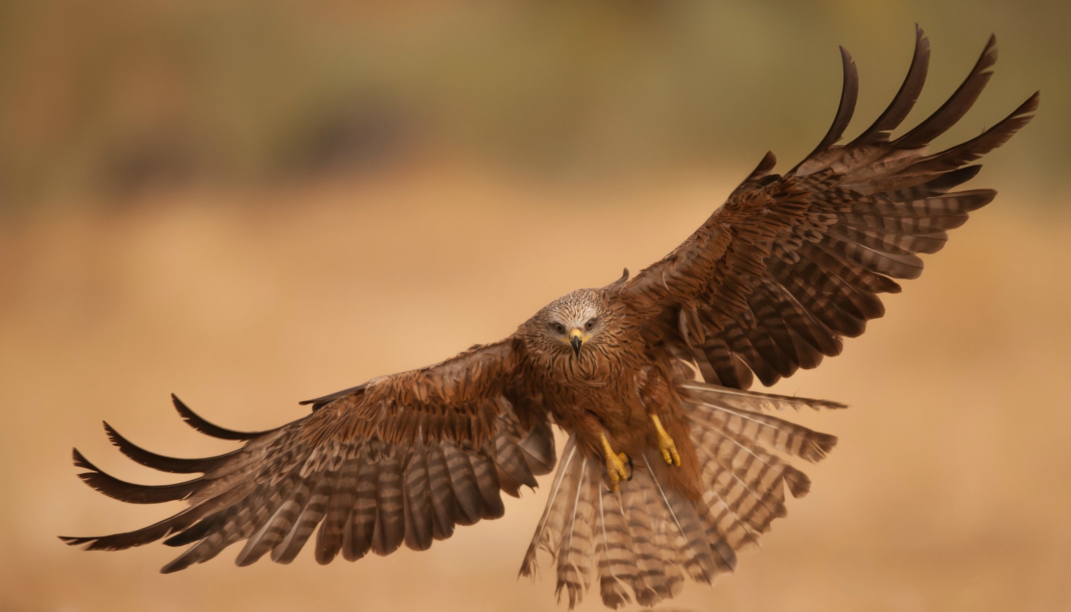 vogel raubtier adler fliegen flügel