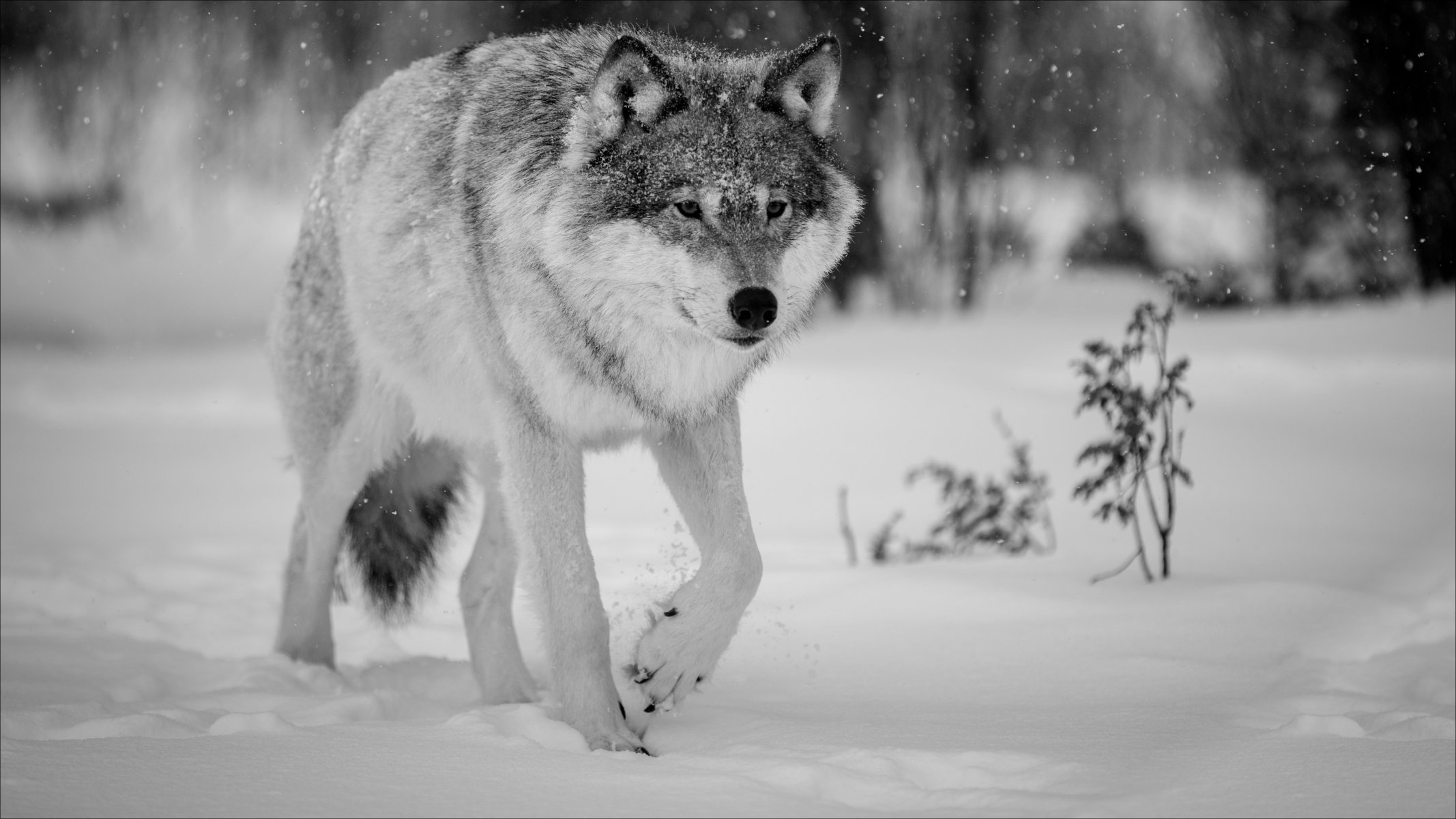 natur winter tier wolf winter