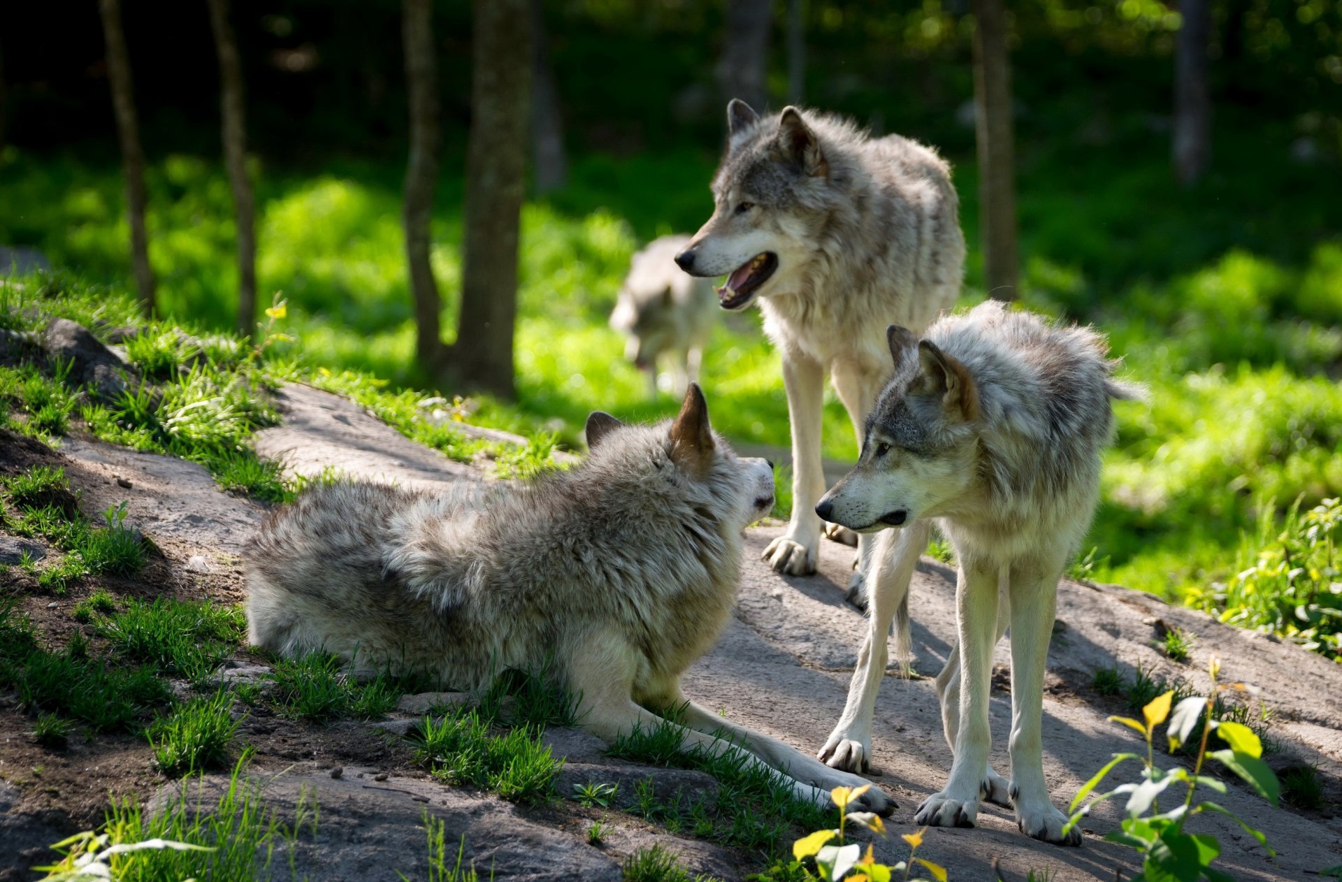 animali lupi branco quattro quartetto foresta rocce verde erba masso sfocatura