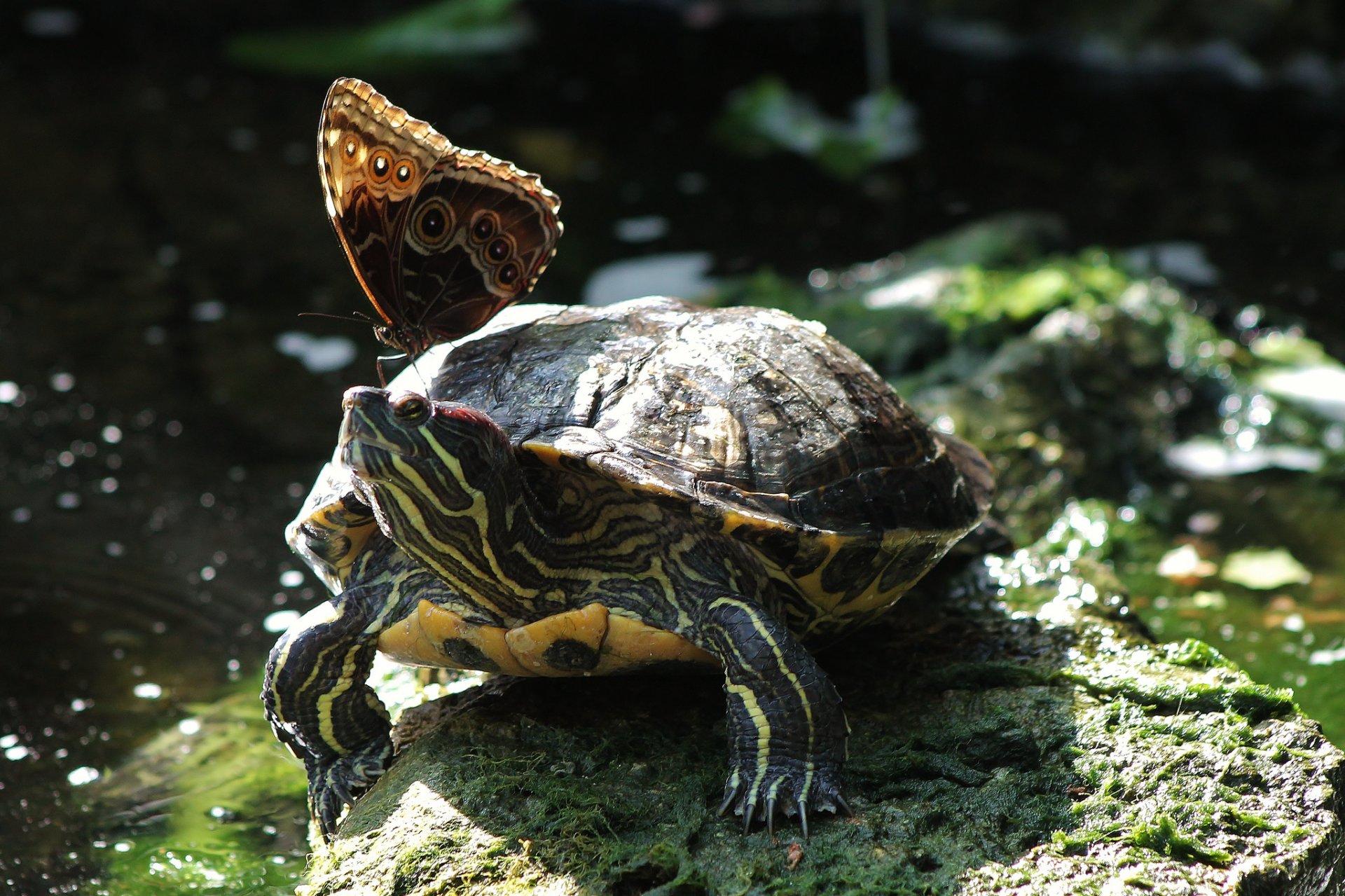 with different turtle butterfly