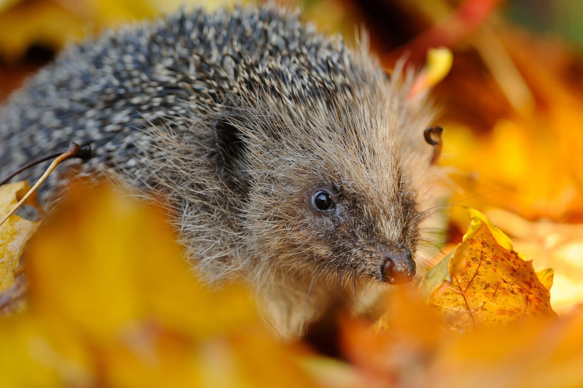 aghi foglie autunno