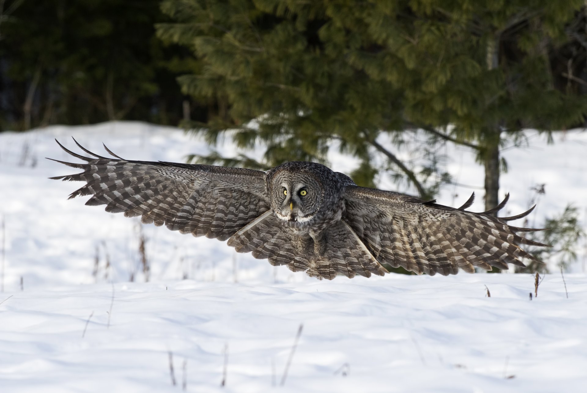 owl poultry snow winter landing nature wing