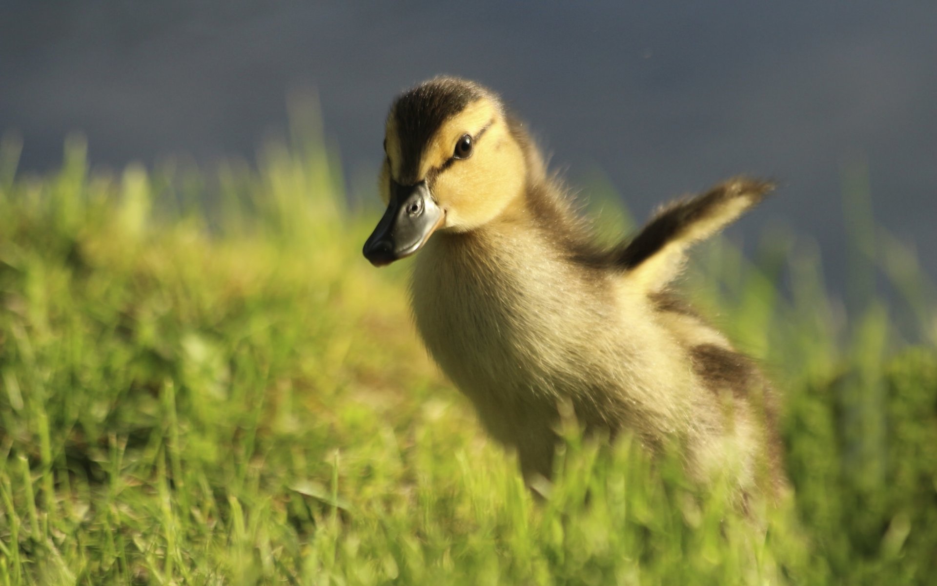 amateur correr bokeh