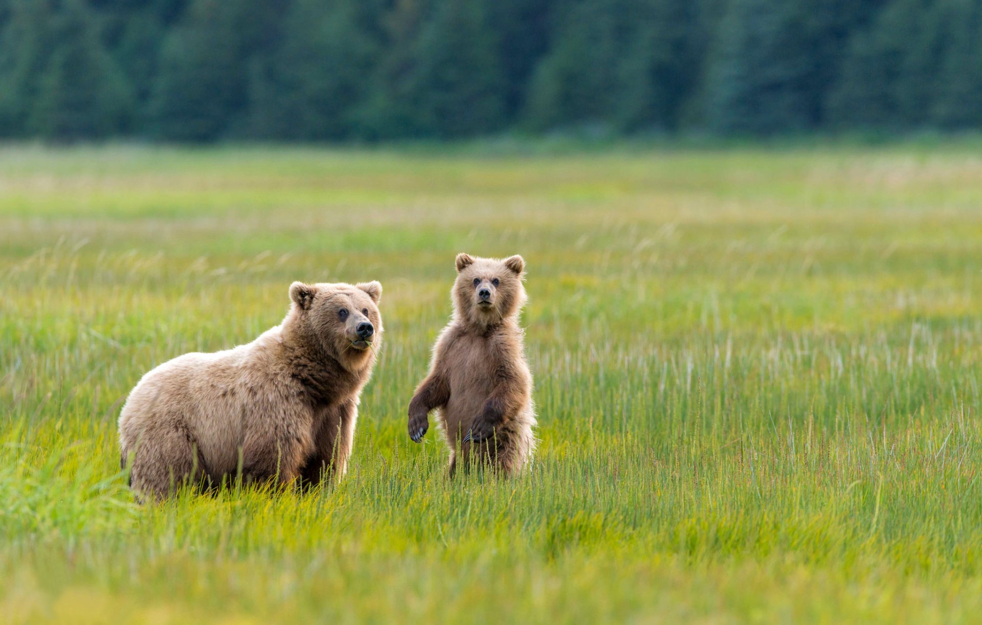 orsi orsa orsetto due alaska parco nazionale prato erba verde natura