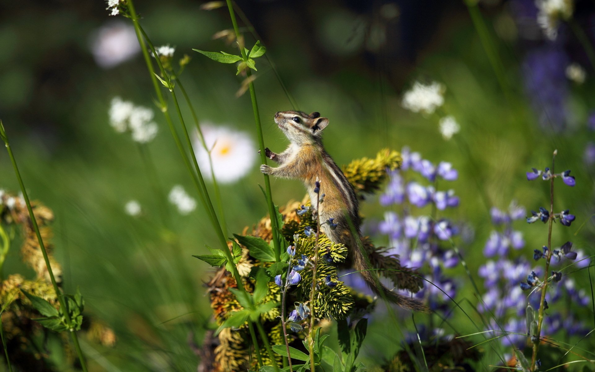 nature champ fleurs