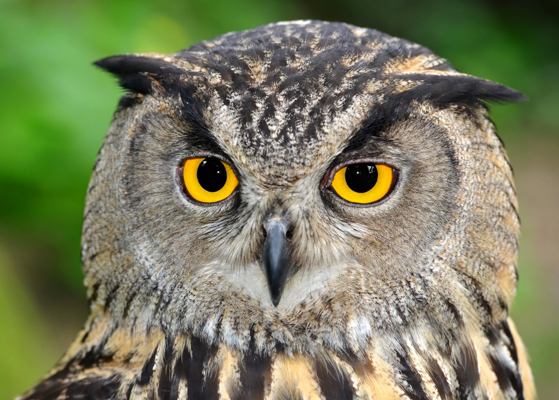 animaux oiseau hibou