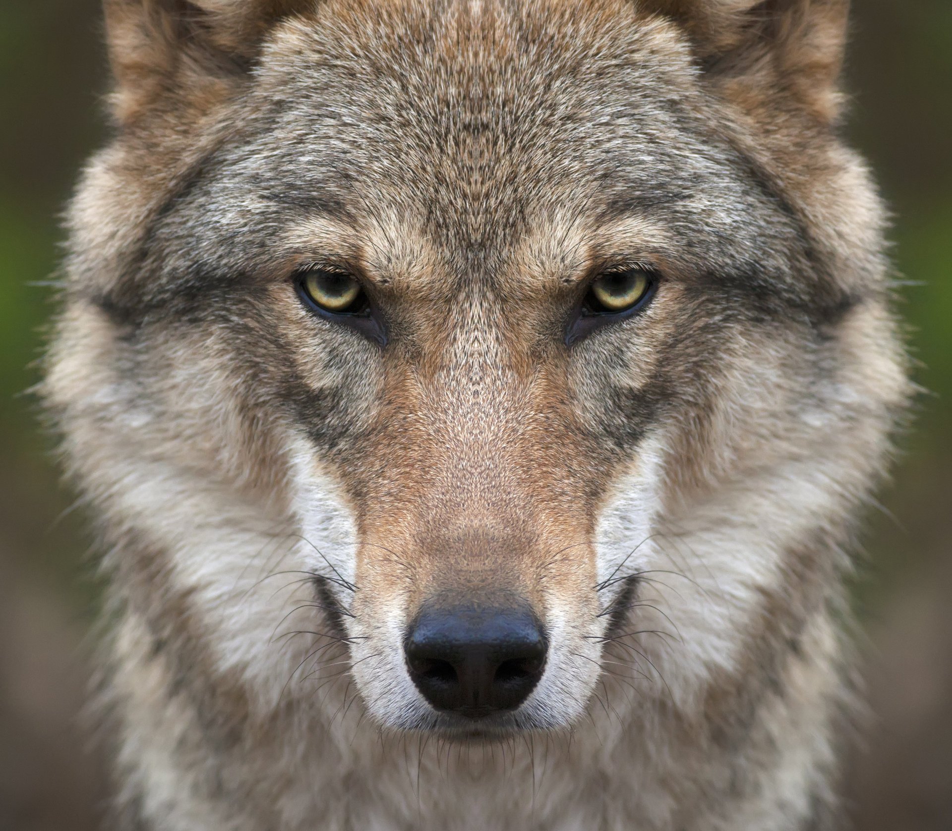 wolf schnauze blick raubtier