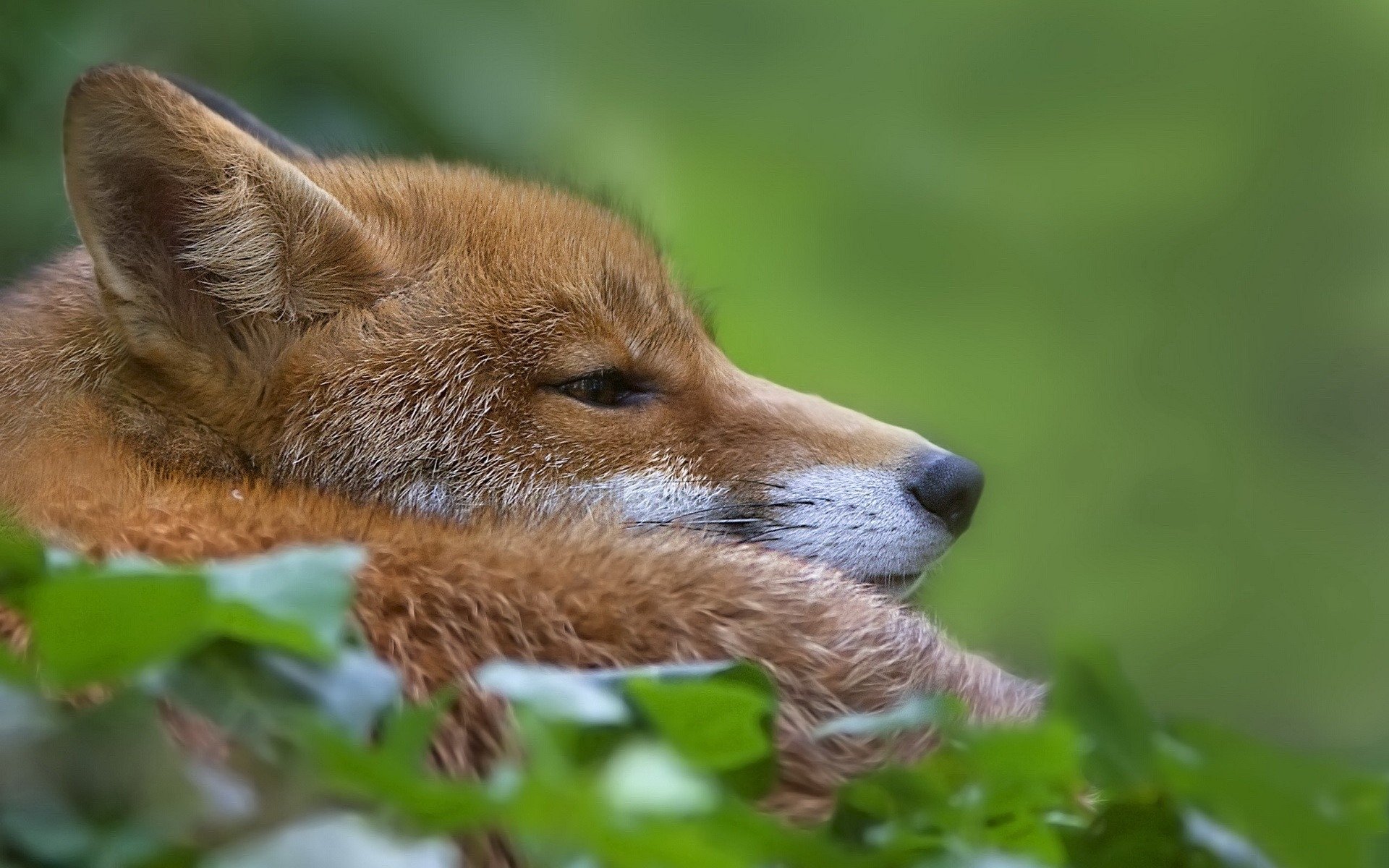 fox is green background