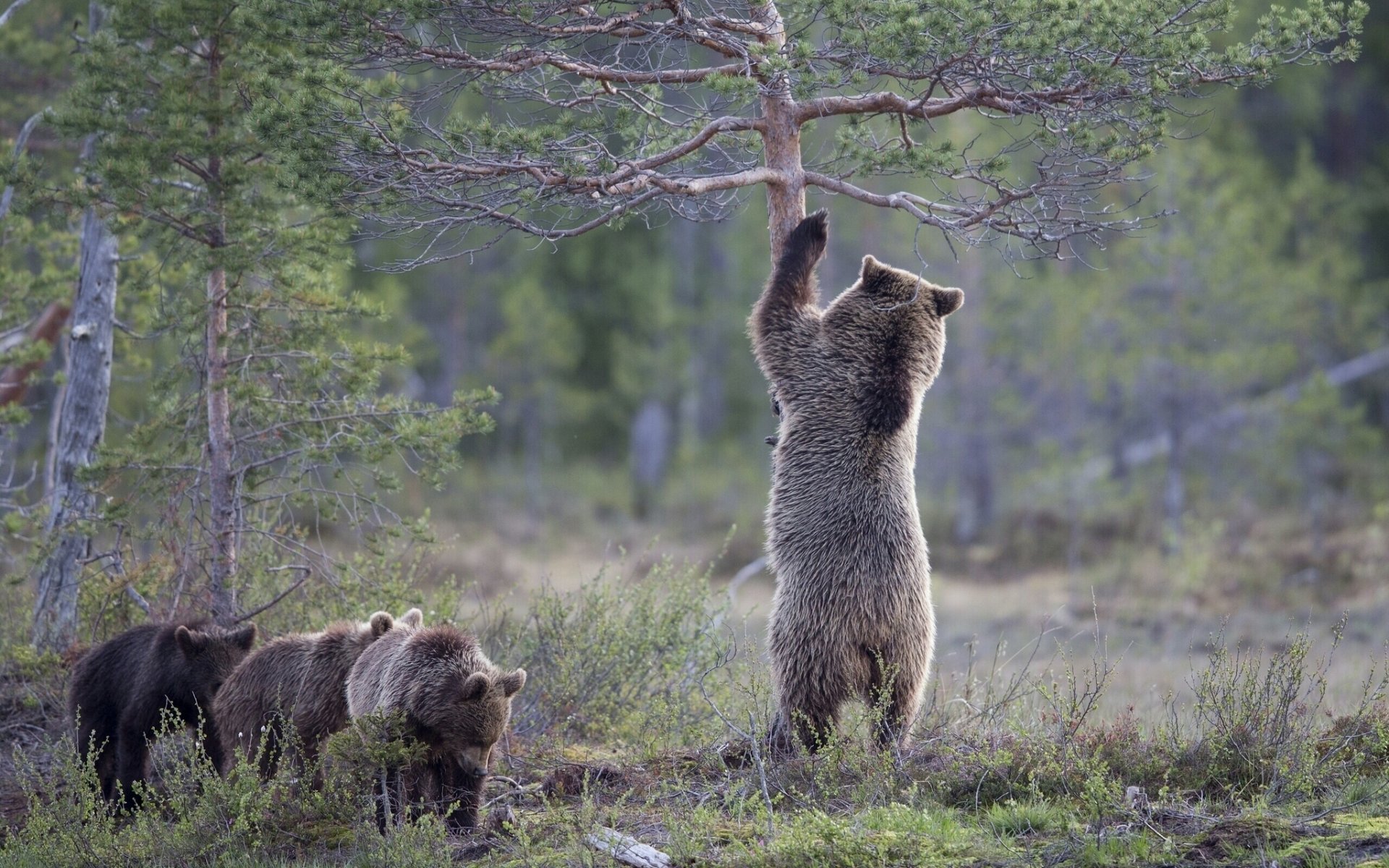 bears bear cubs trees pine