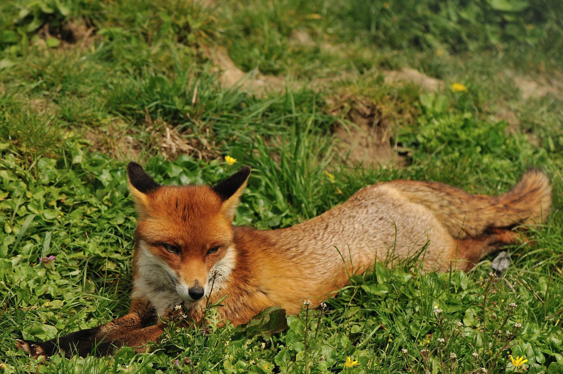 fox muzzle grass summer red fox rest