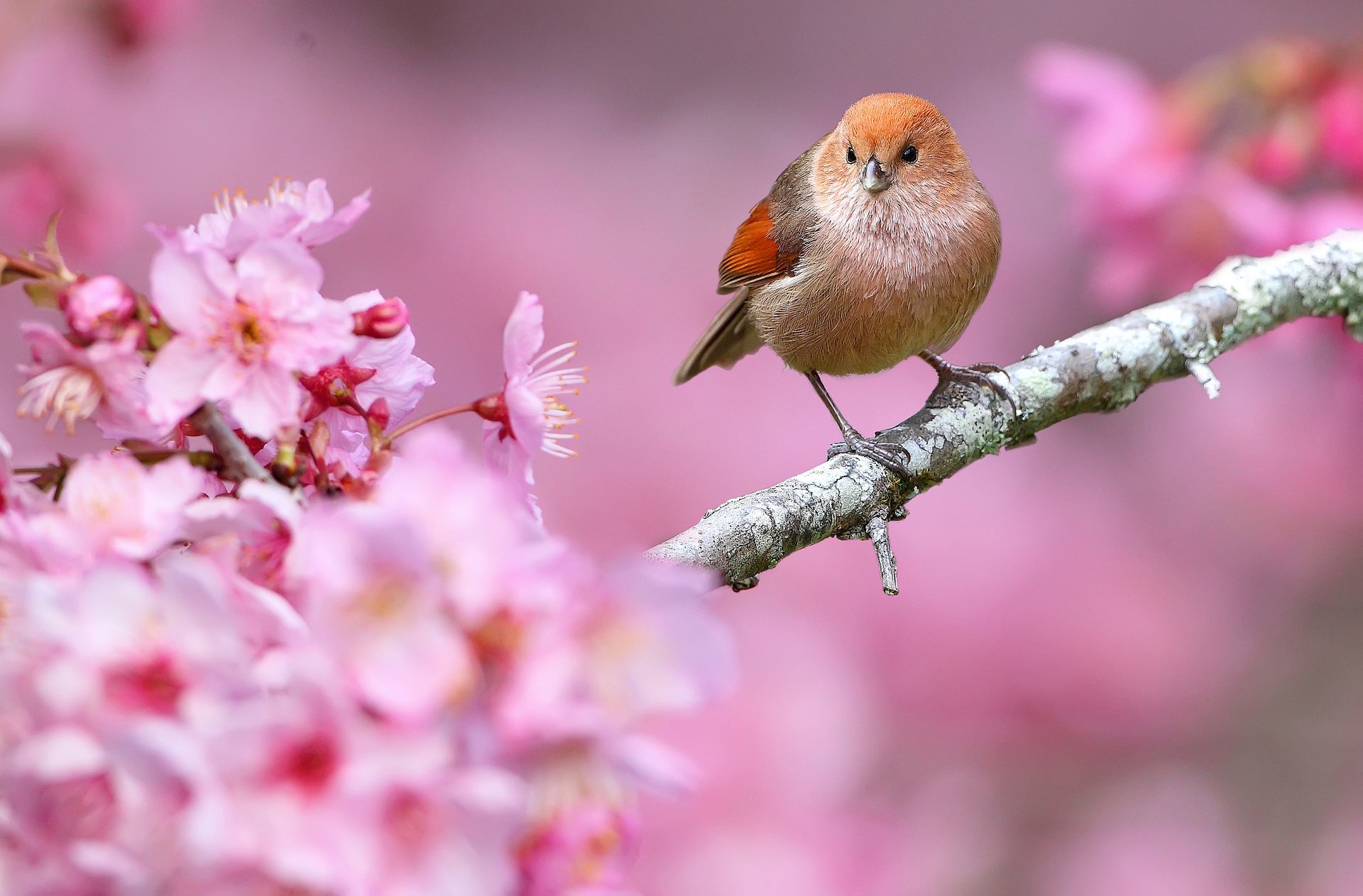 uccello becco ramo fiori primavera natura