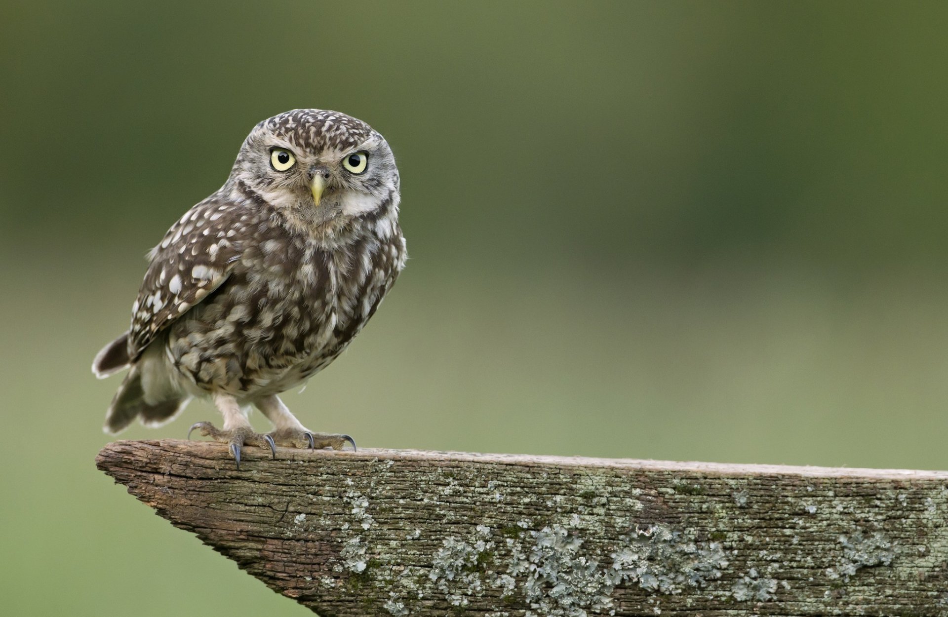 sowa ptak drzewko fokus natura