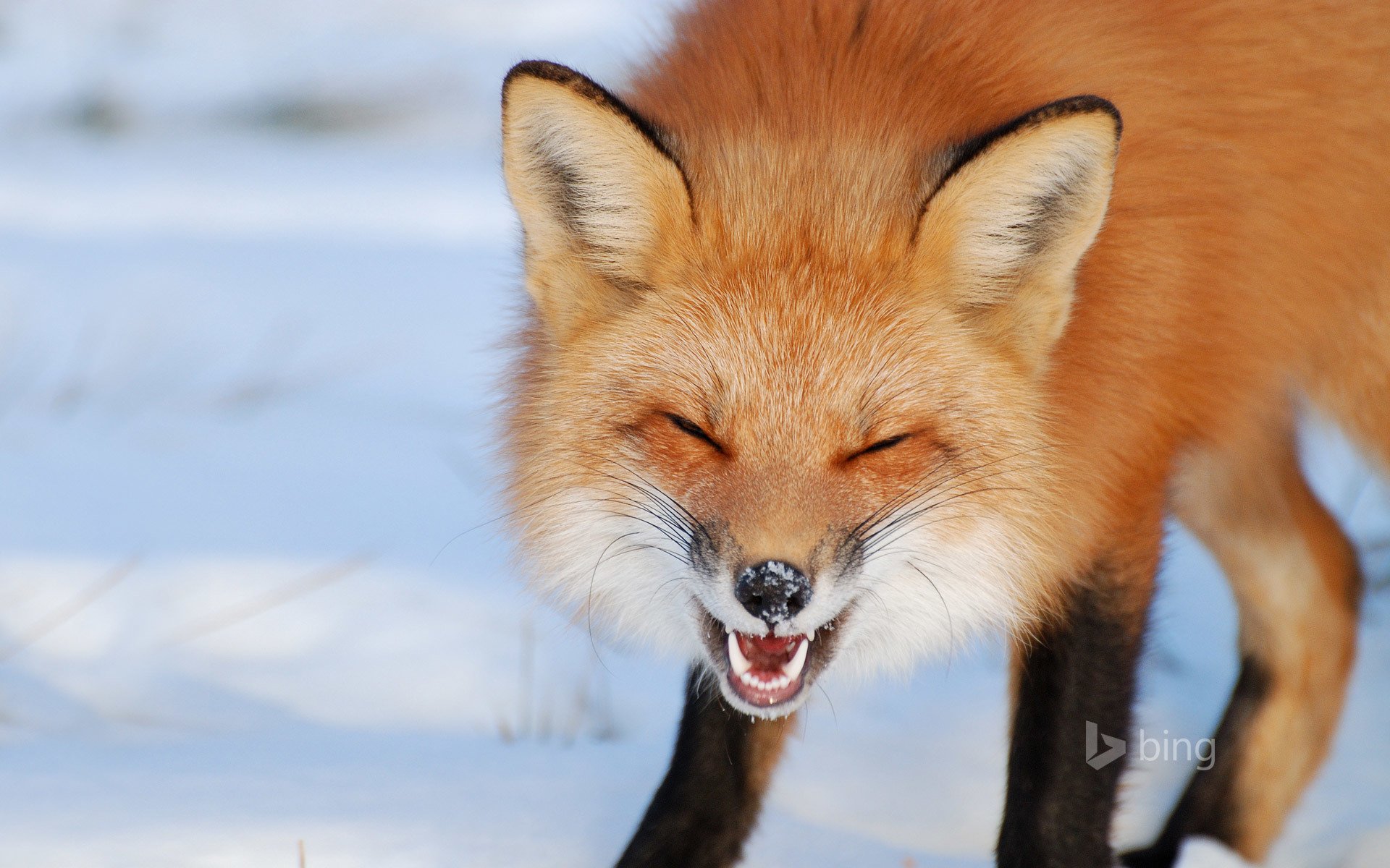 volpe sorriso inverno canada