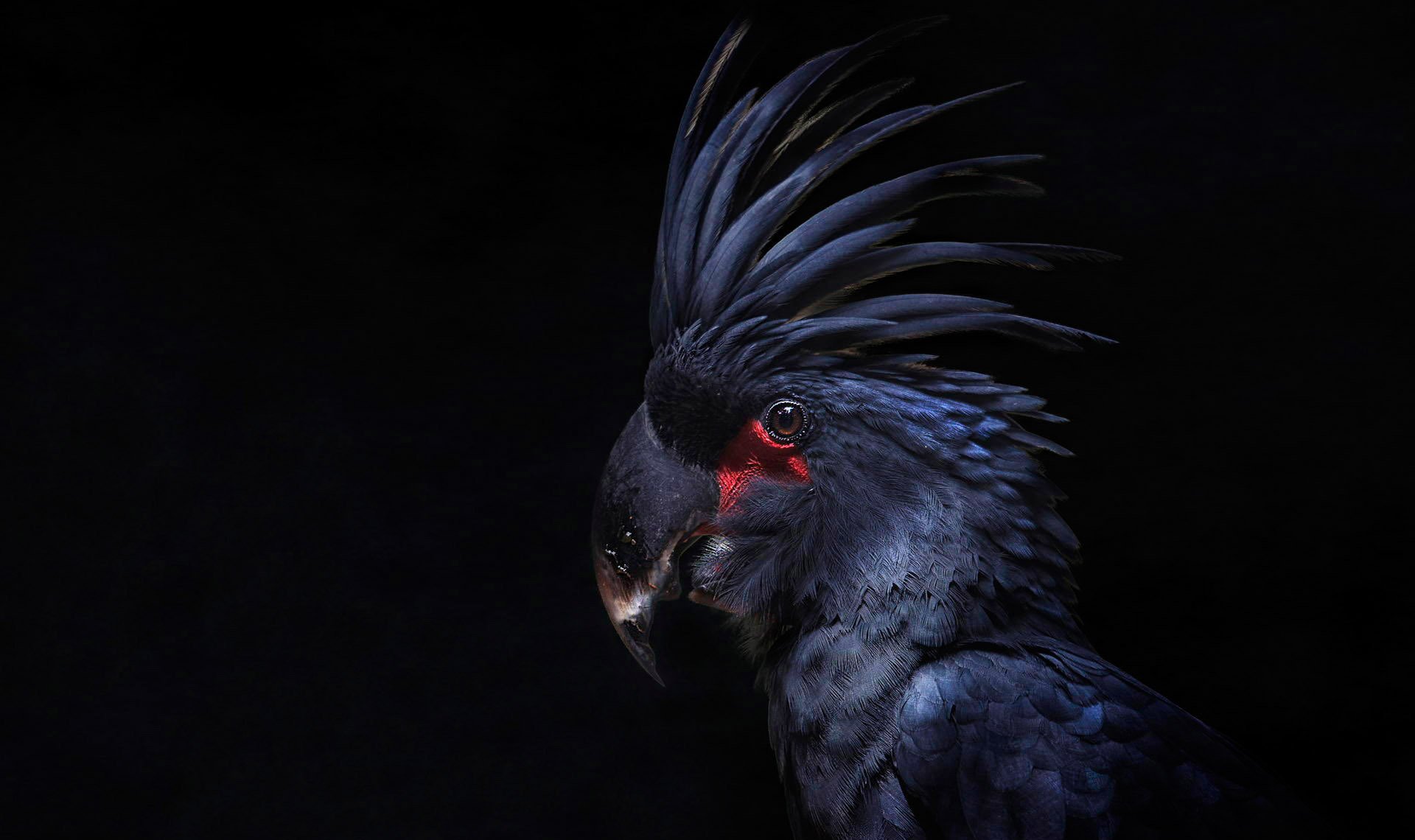 kakadu papagei vogel getuftet federn schwarzer hintergrund