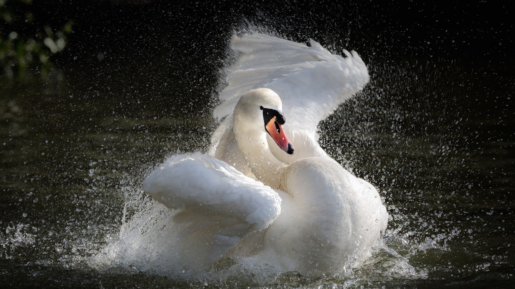 lago acqua spruzzo cigno spruzzo