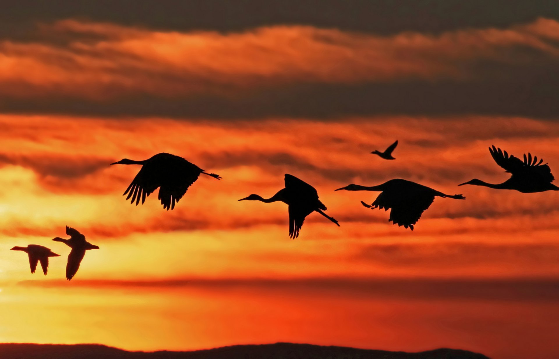 pájaro cigüeña pato vuelo cielo nubes puesta de sol bandada