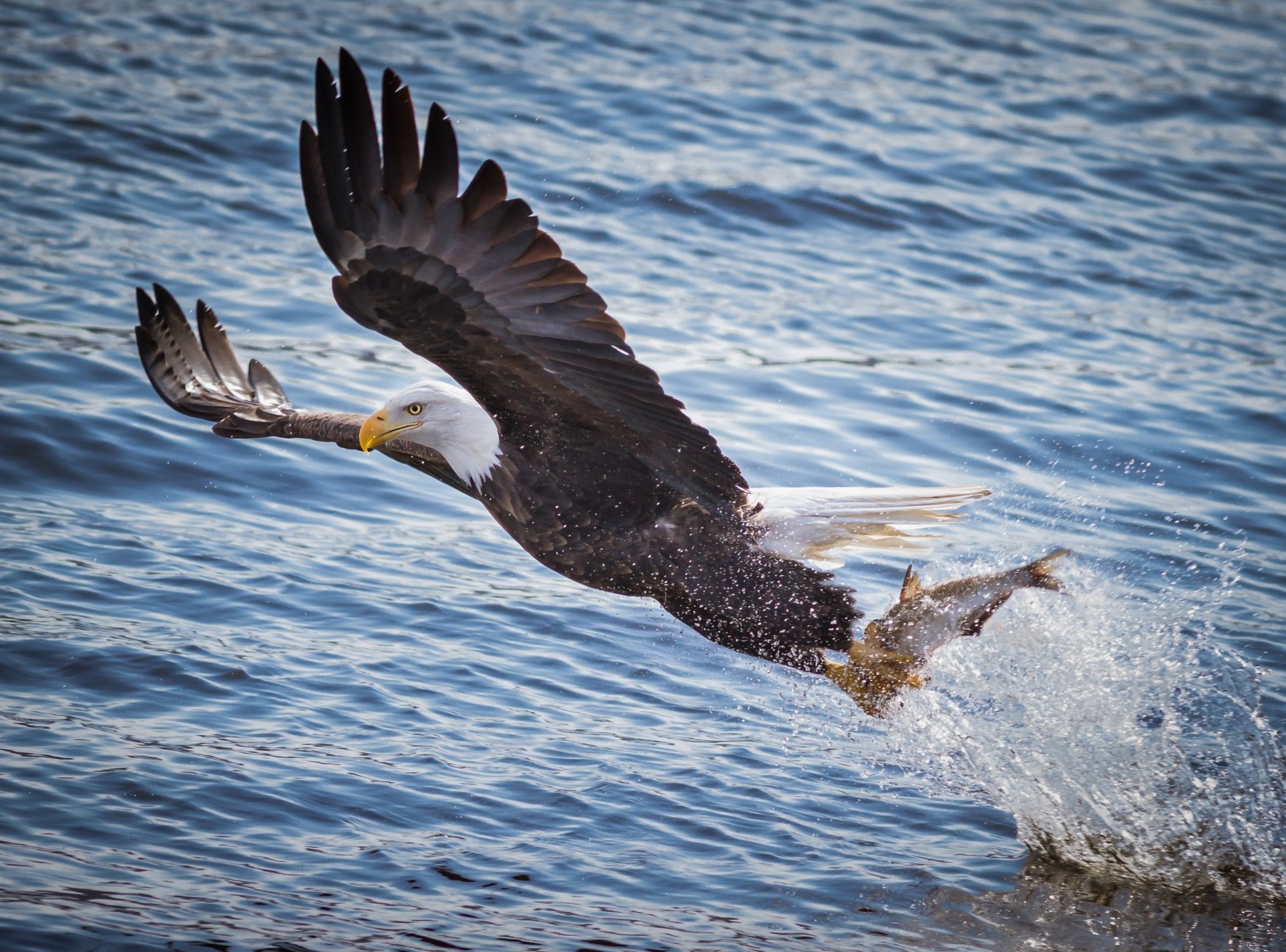 águila calva pájaro depredador alas vuelo pesca pescado presa agua río salpicaduras