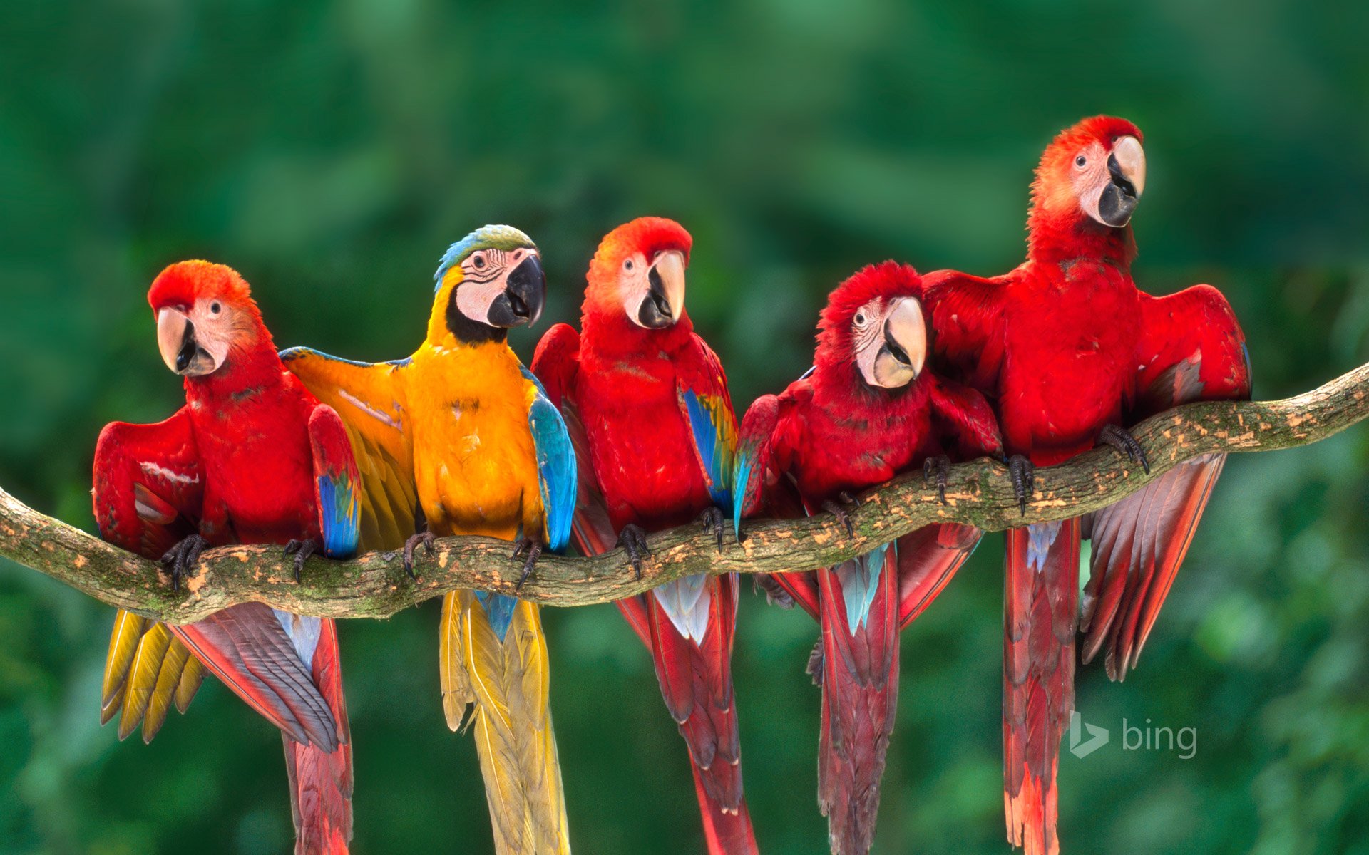 loro guacamayo plumas cola pico rama tambopata perú