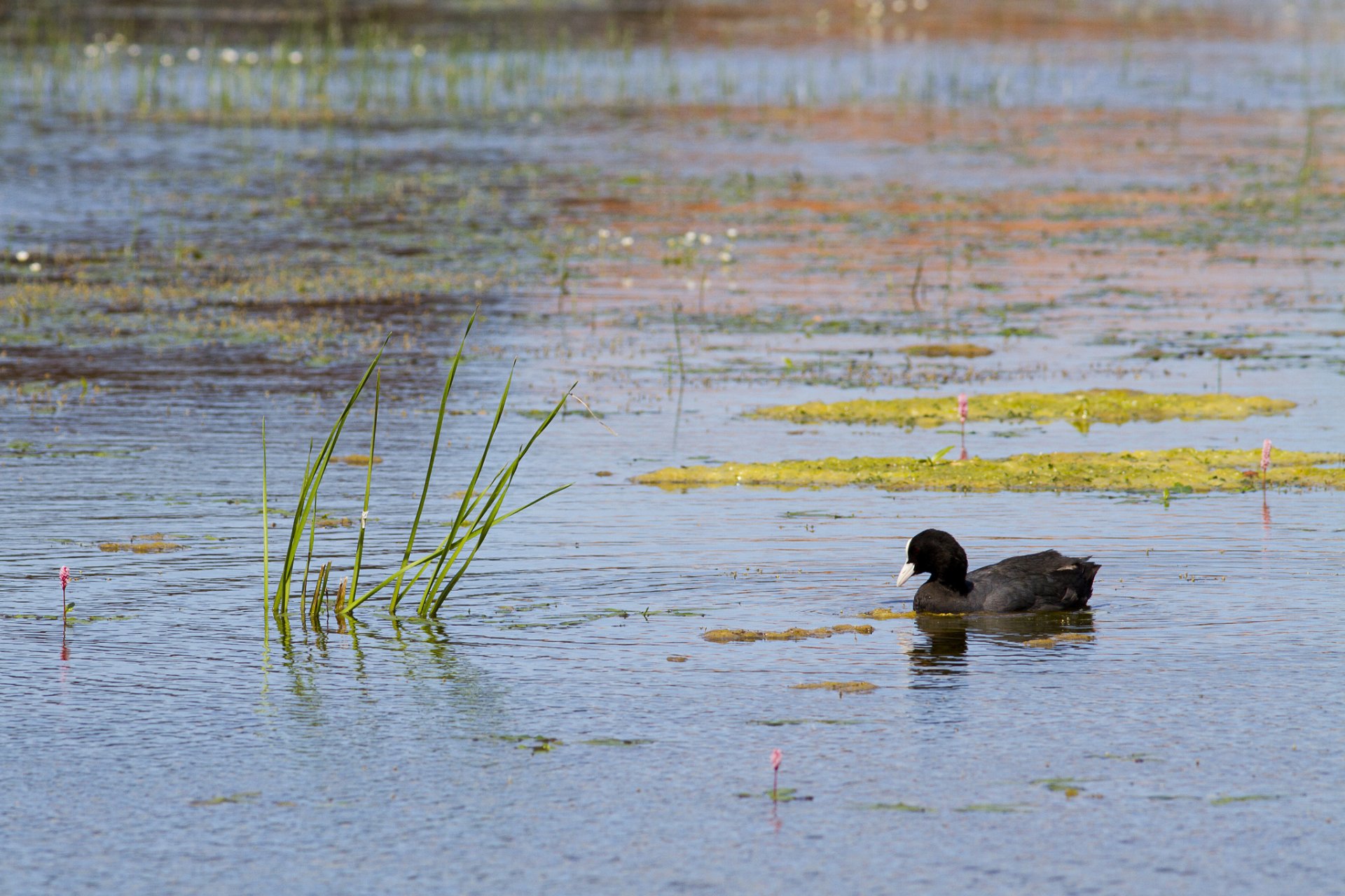 lago stagno erba anatra