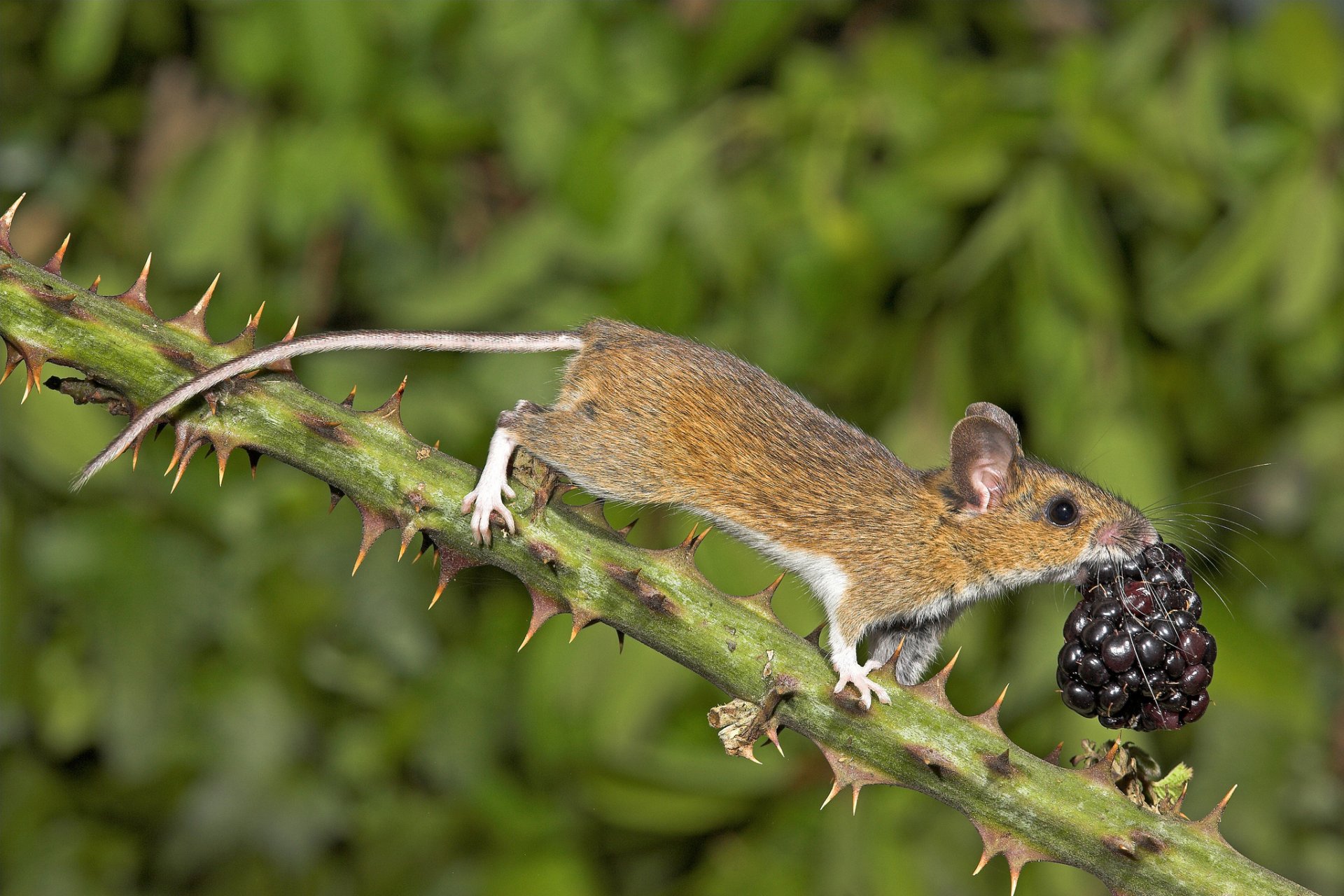 ratón baya mora rama espinas naturaleza