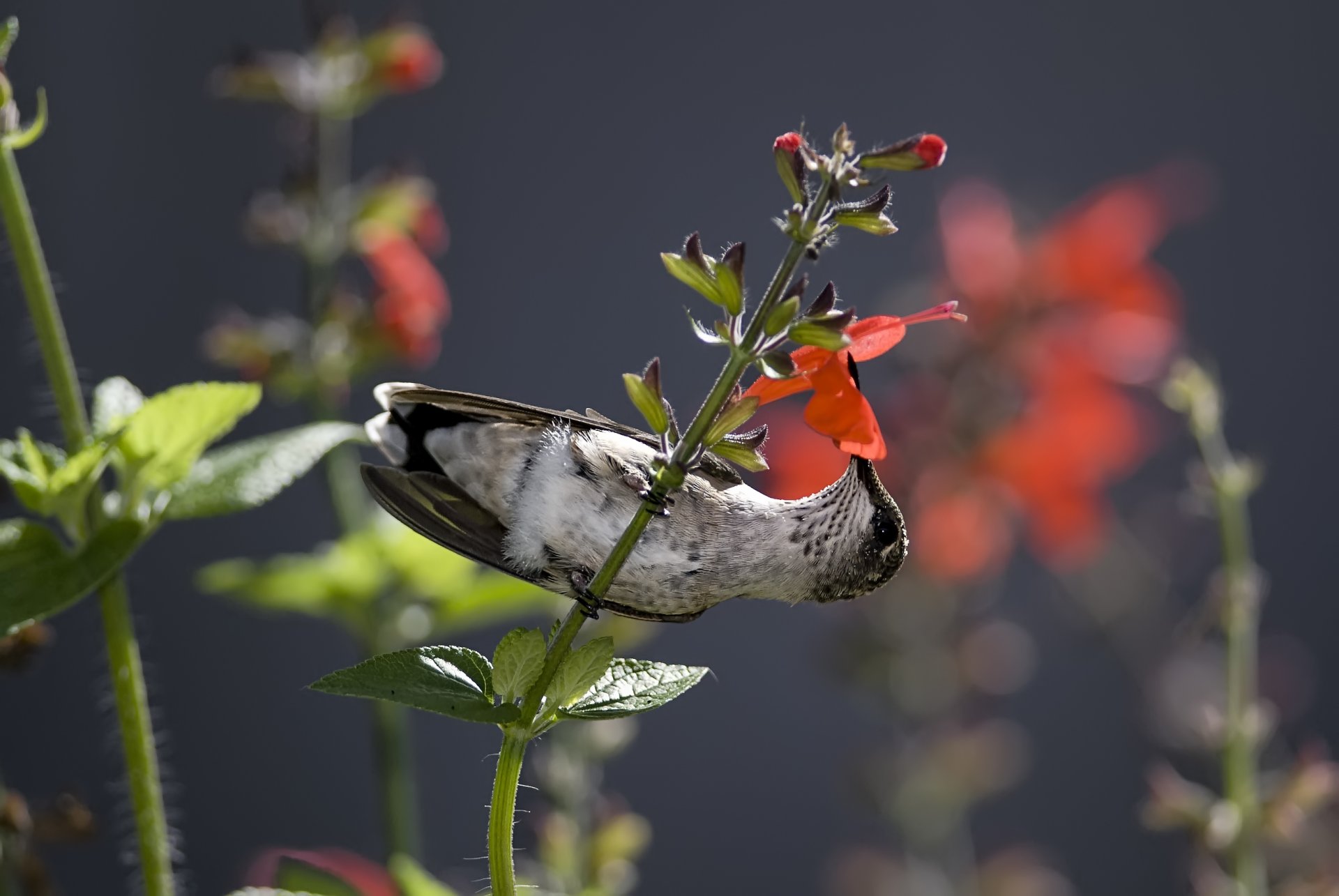 colibrì uccello fiore nettare