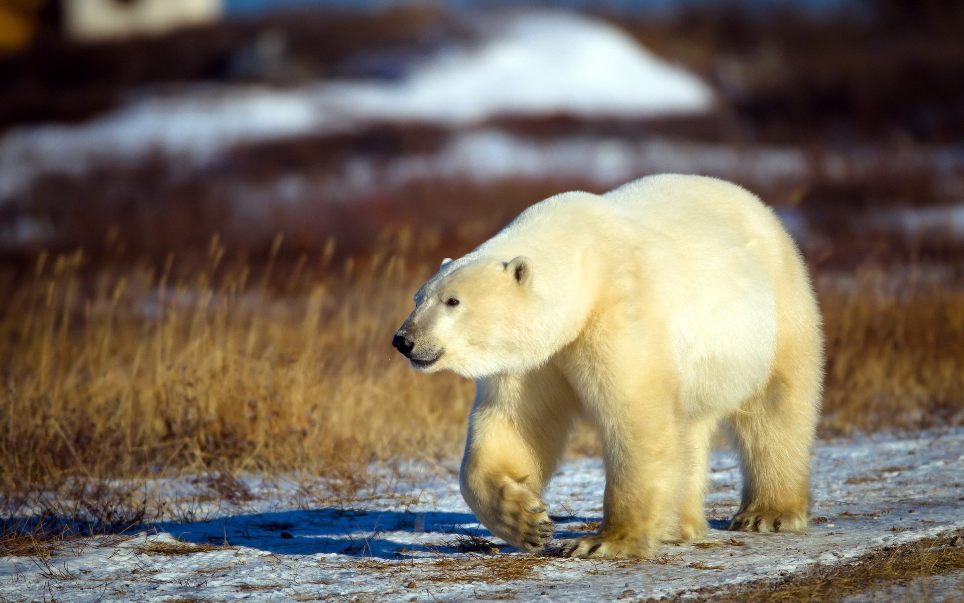 orso bianco natura