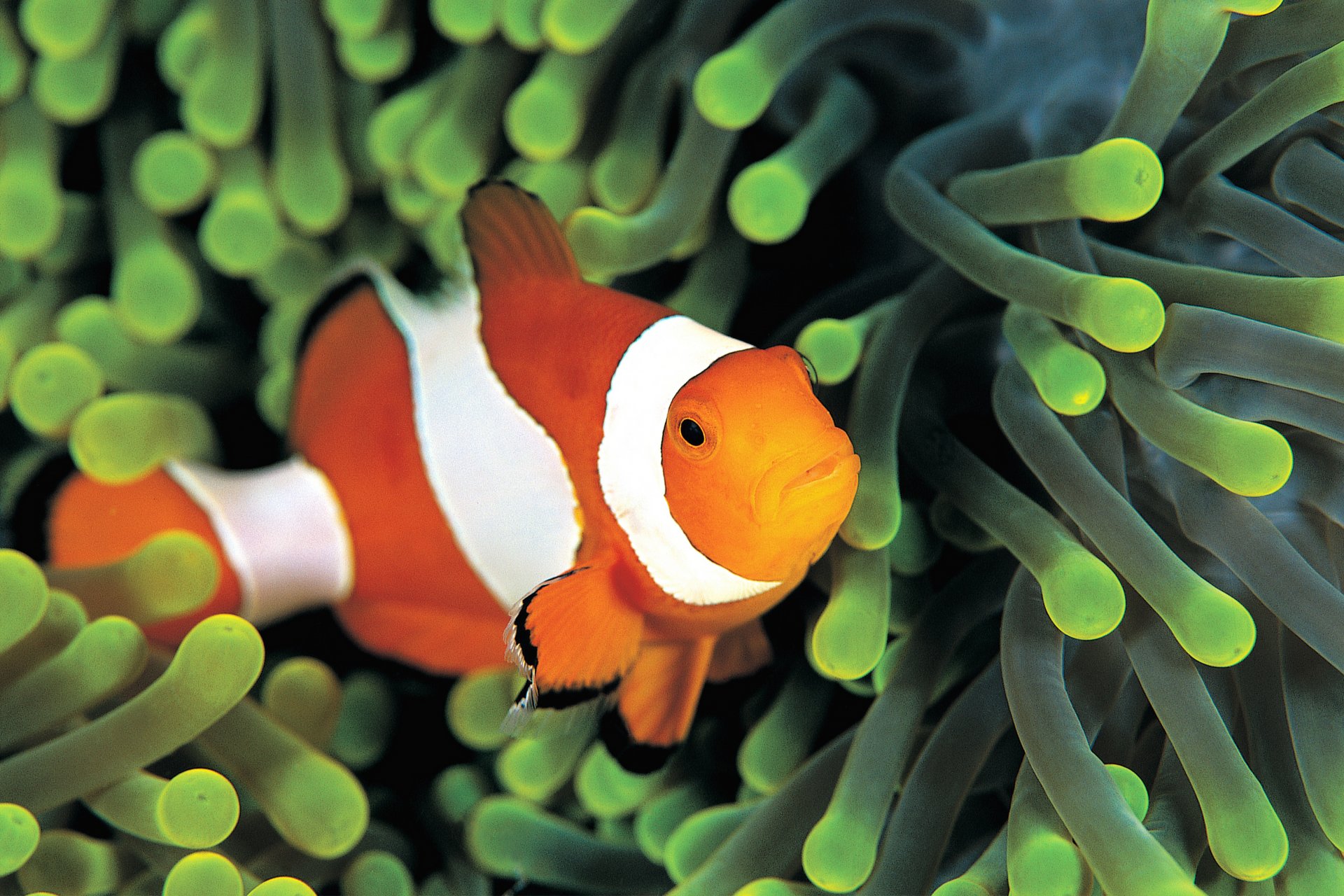 poisson clown anémones colorées eau mer poisson sous l eau