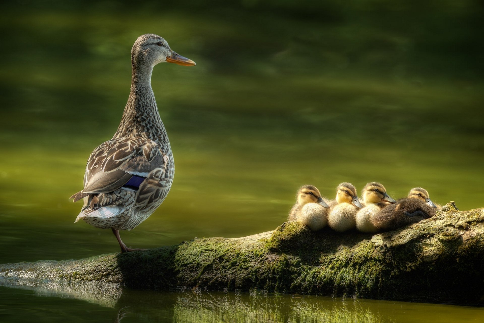 canard canetons oiseau oiseaux poussins couvée journal eau