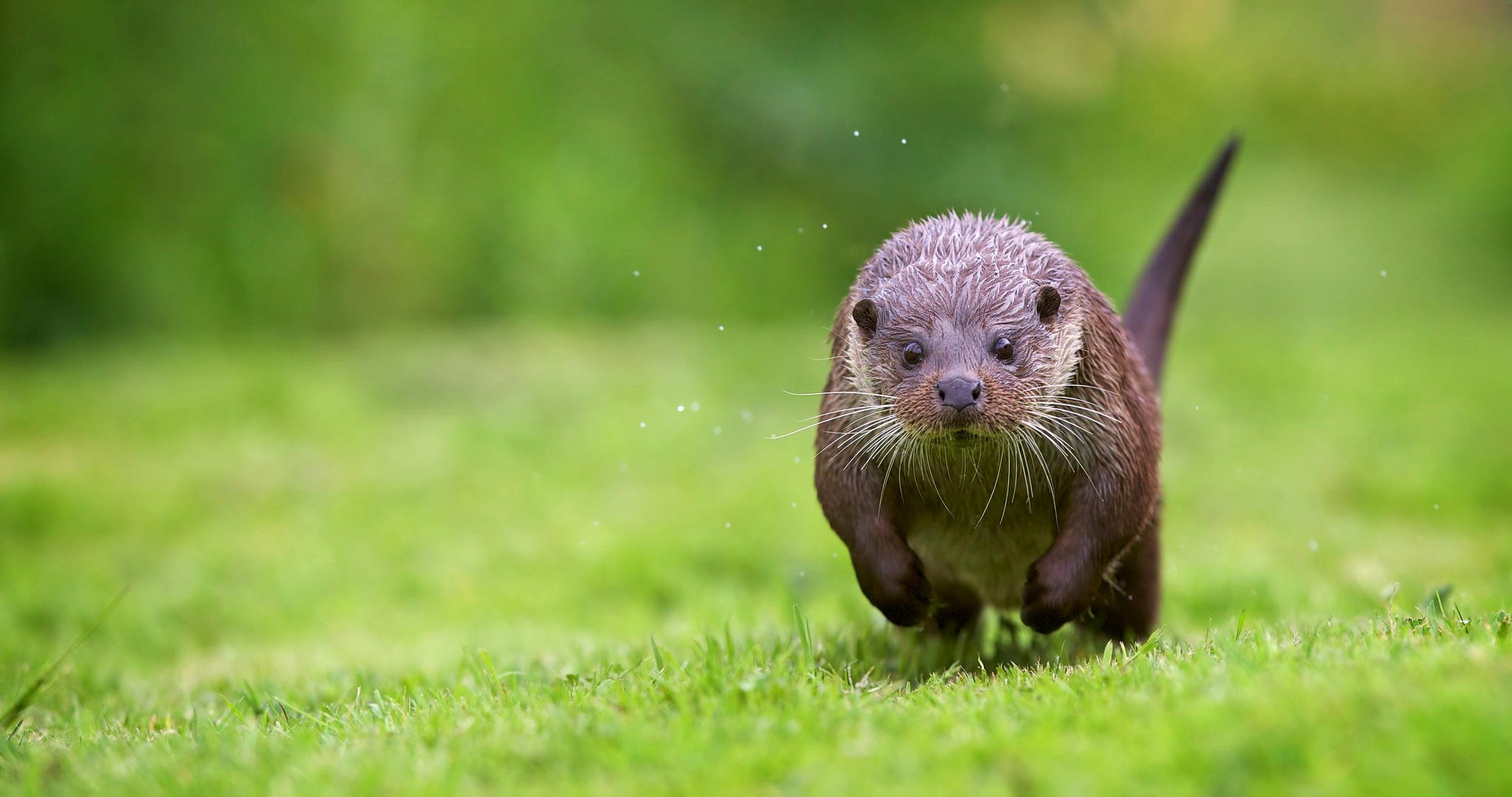 loutre herbe course rivage