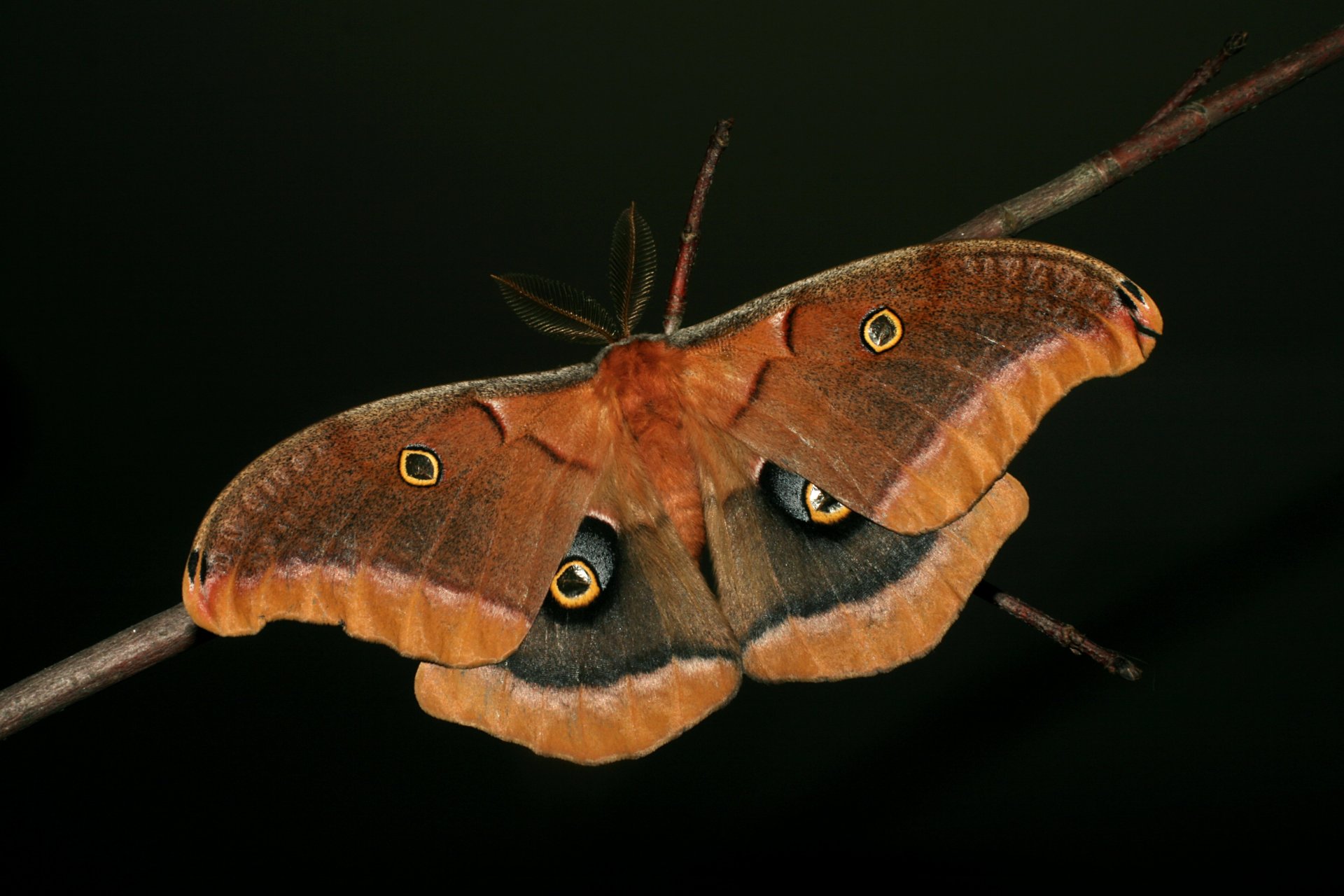 papillon ailes vrilles branche