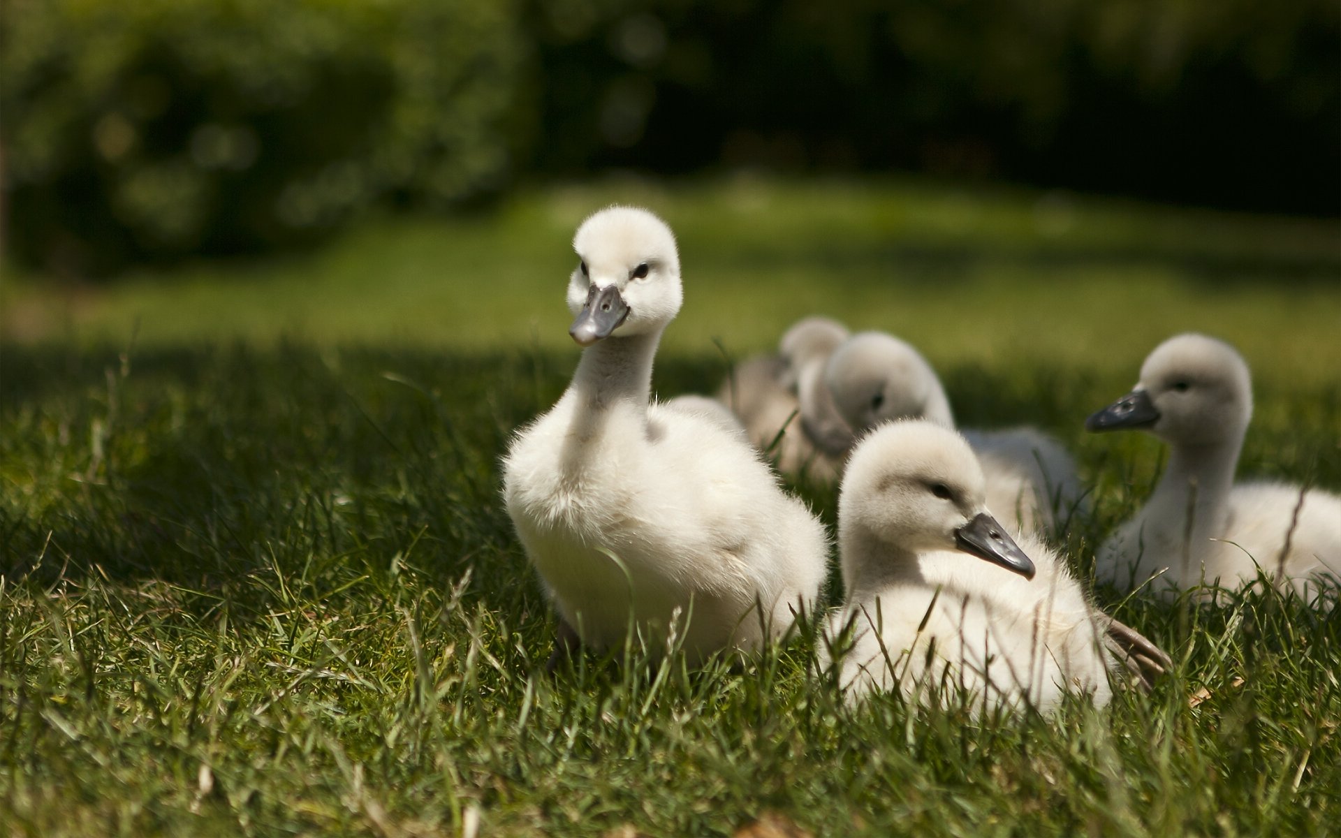 cygnes poussins marche herbe