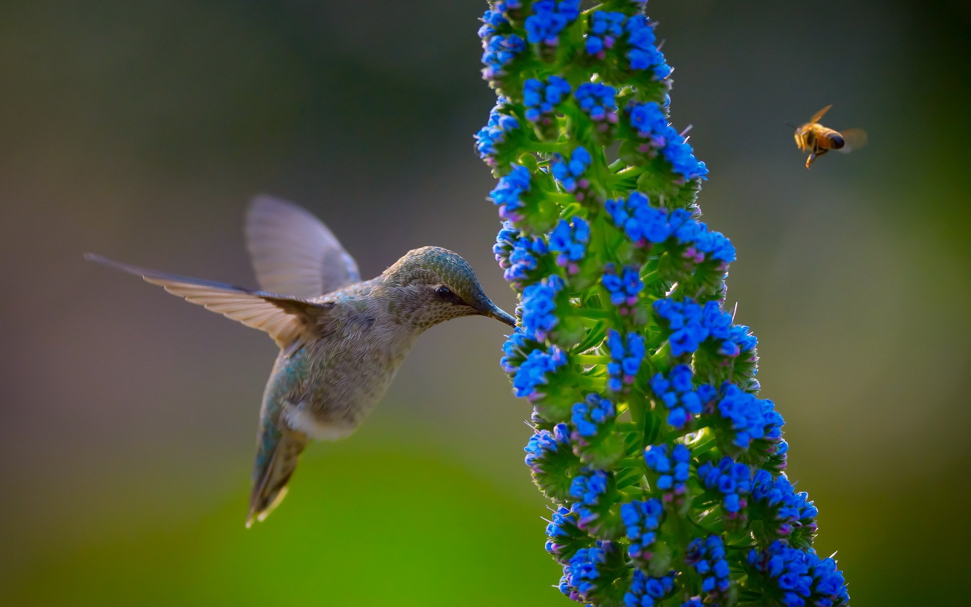 oiseau fleur nature colibri