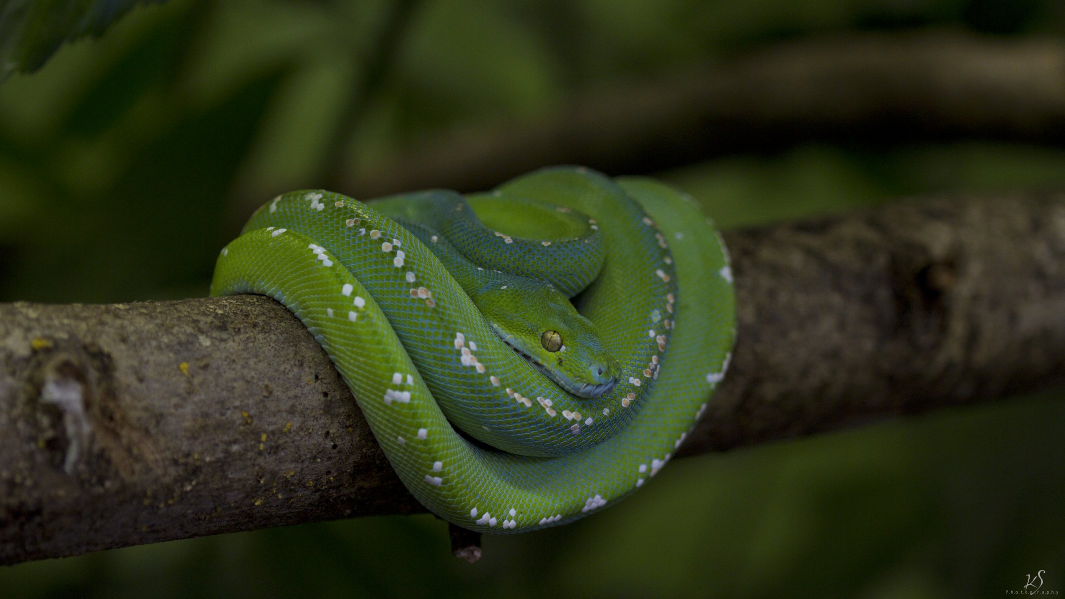 schlange python schuppen zweig