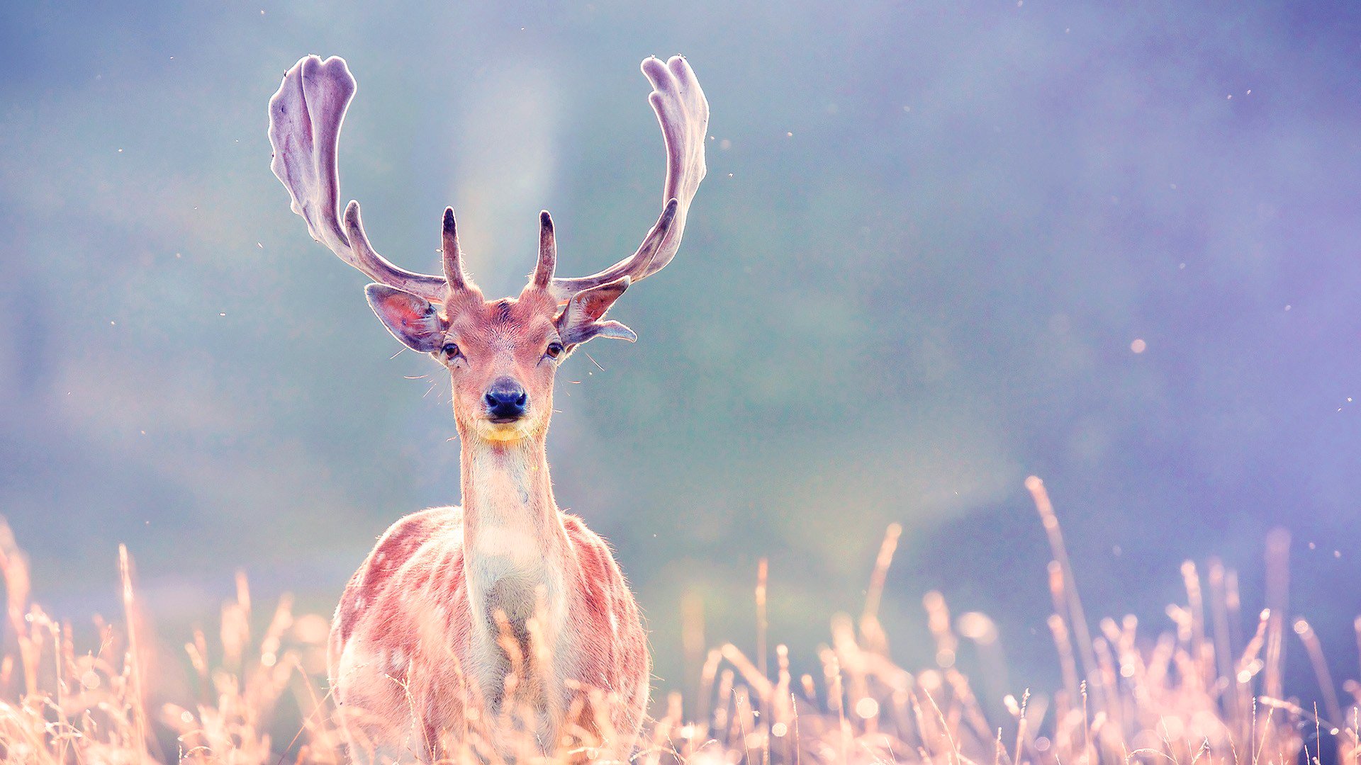 jeleń poroże trawa światło natura