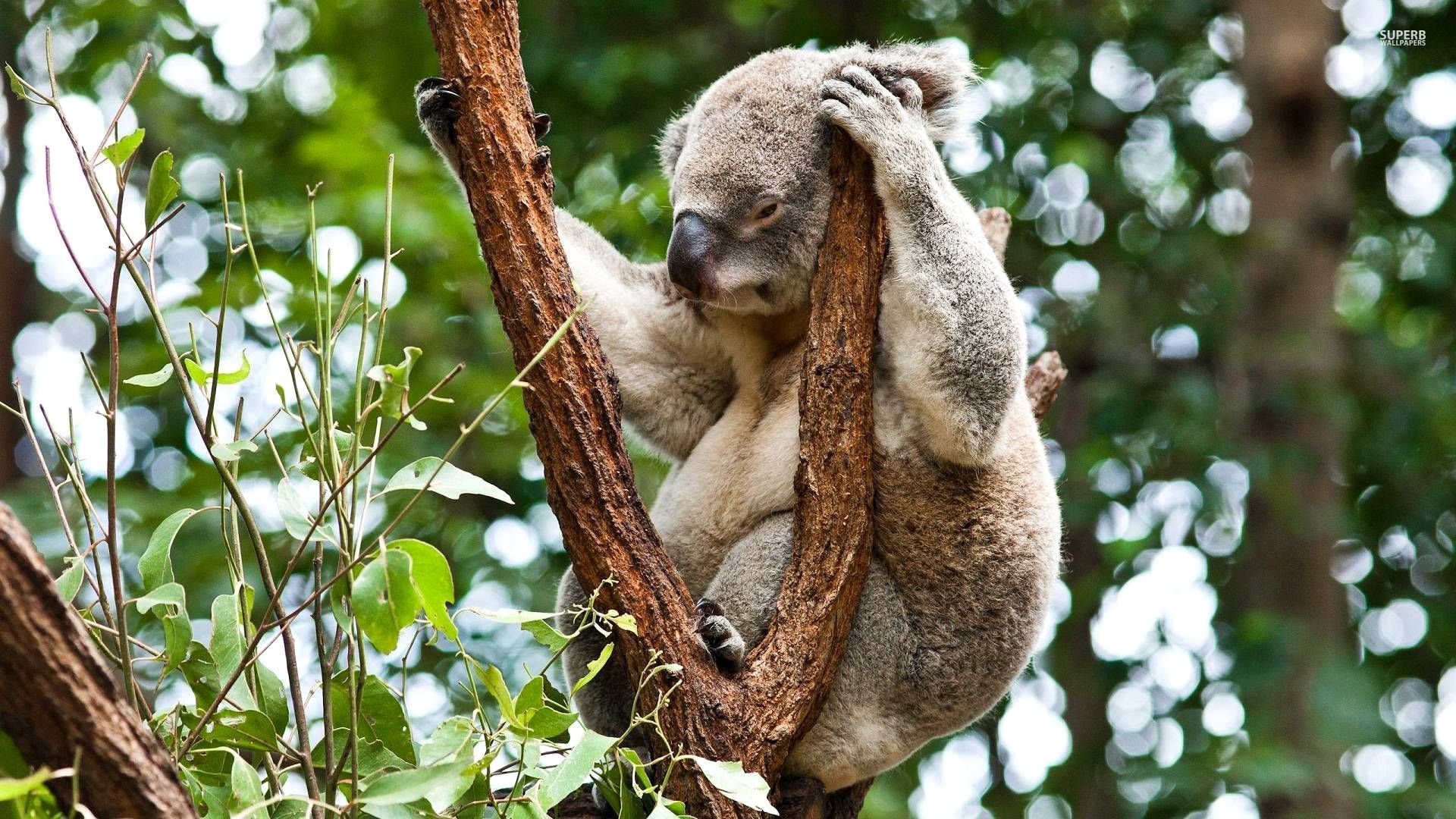 koala marsupial australie herbivore arbre forêt