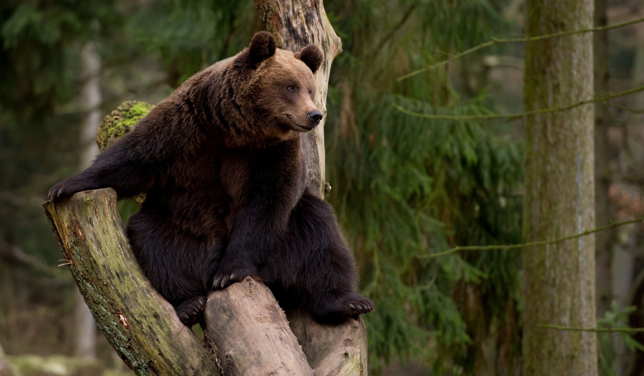 bär baum freizeit