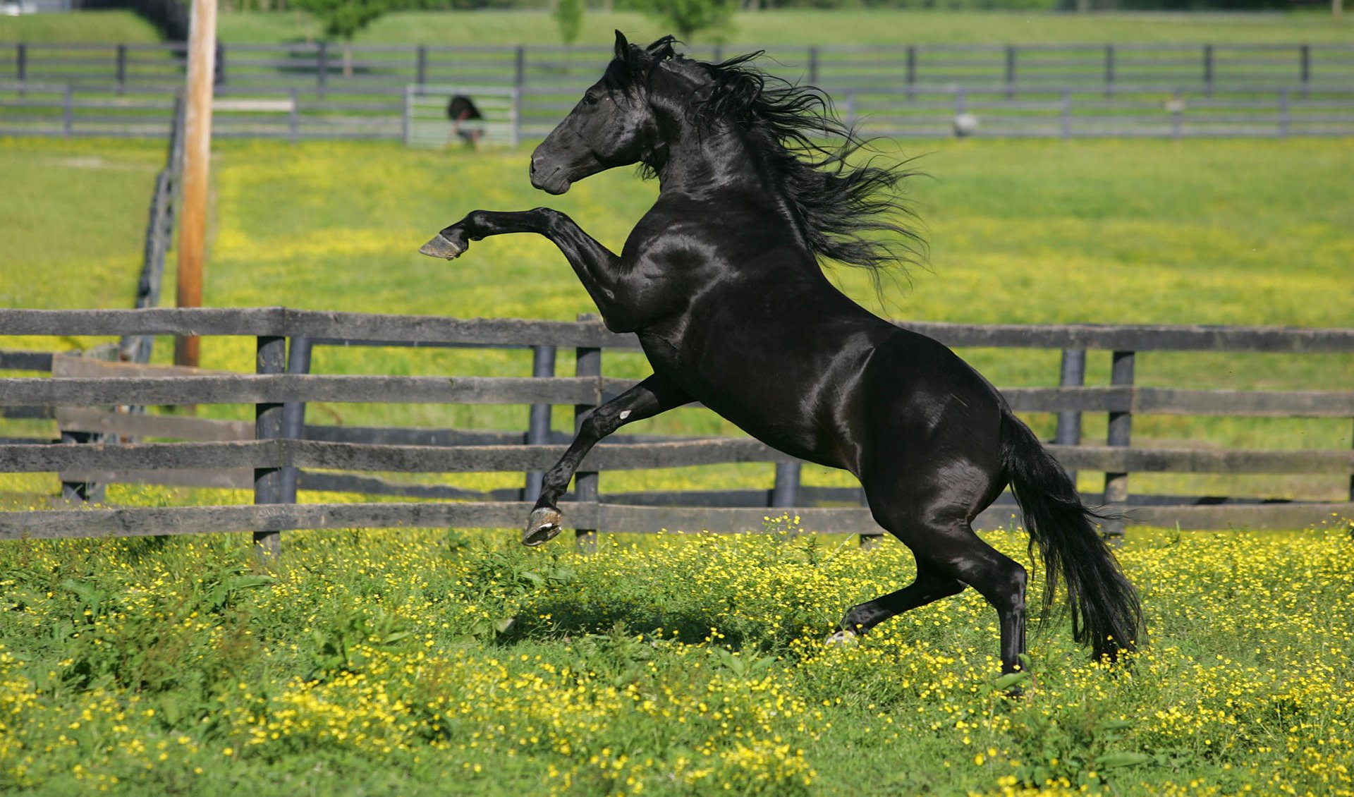 cavallo recinto erba fiori cavallo