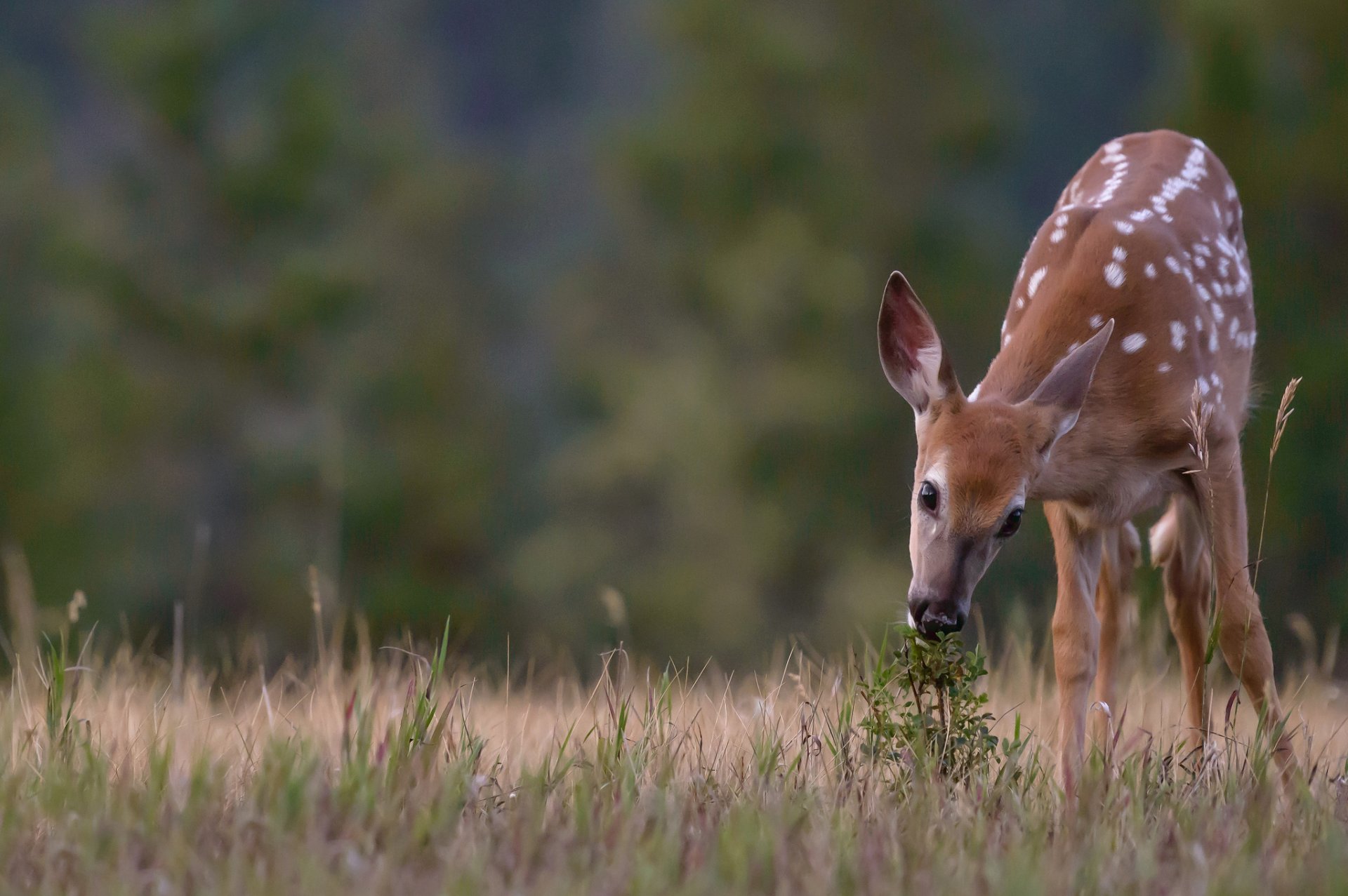 trawa krzew jeleń natura