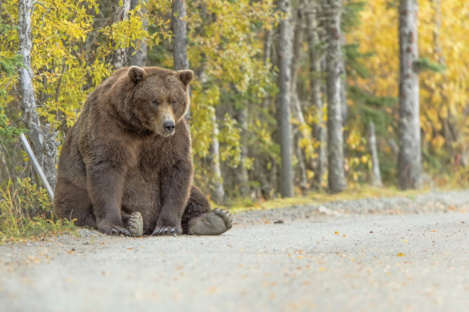 ours nature fond