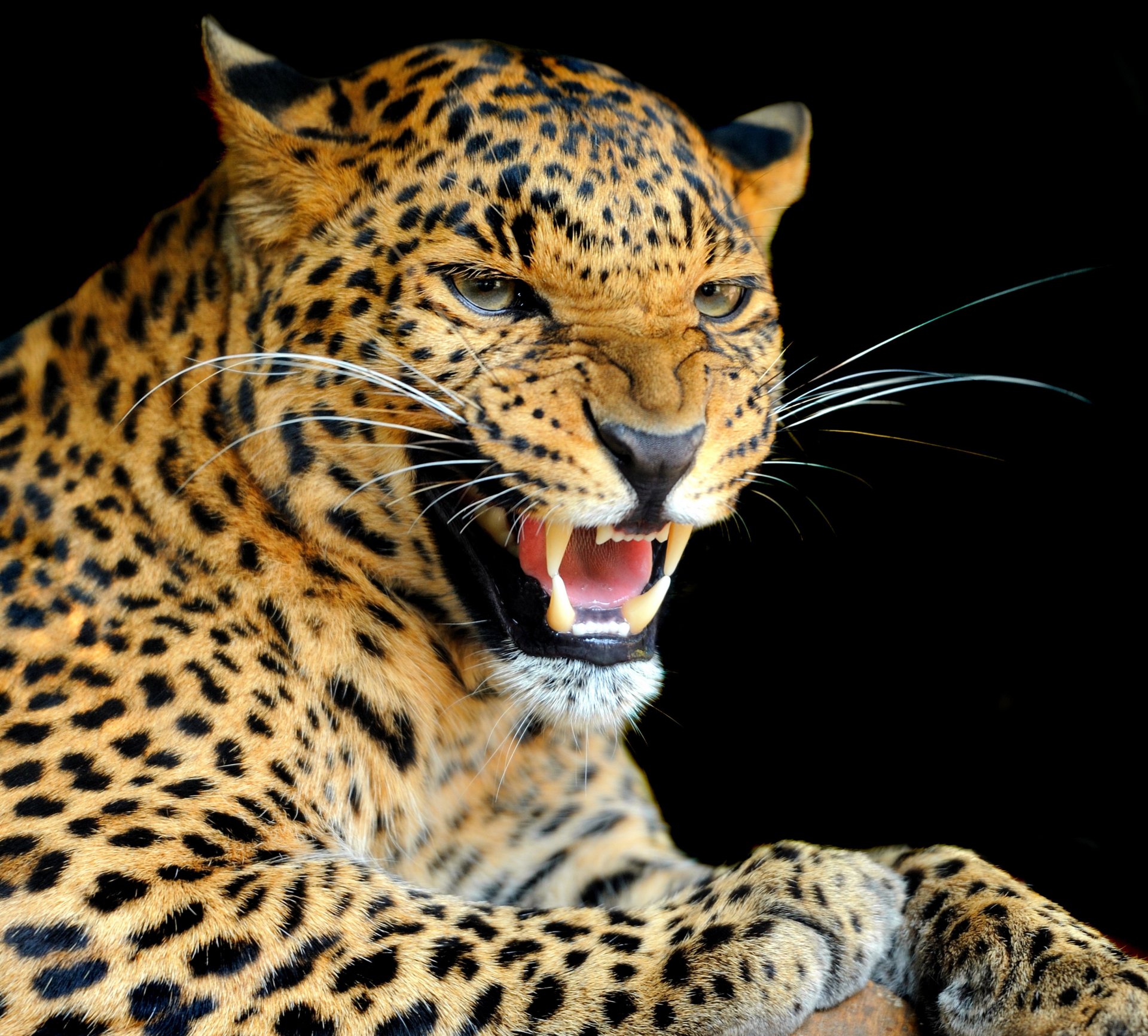 gato salvaje leopardo depredador gruñido color mirada fondo