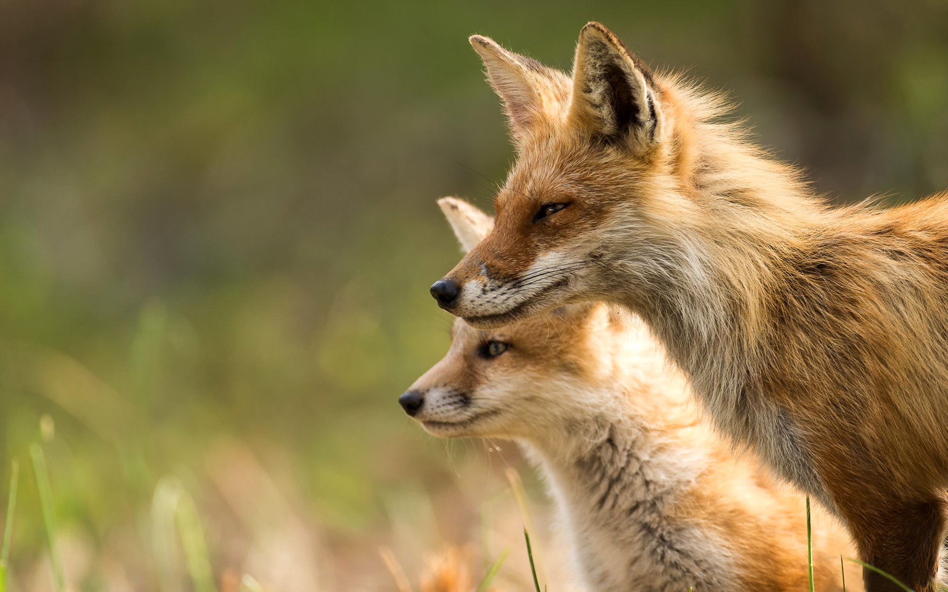 lis zwierzęta natura światło