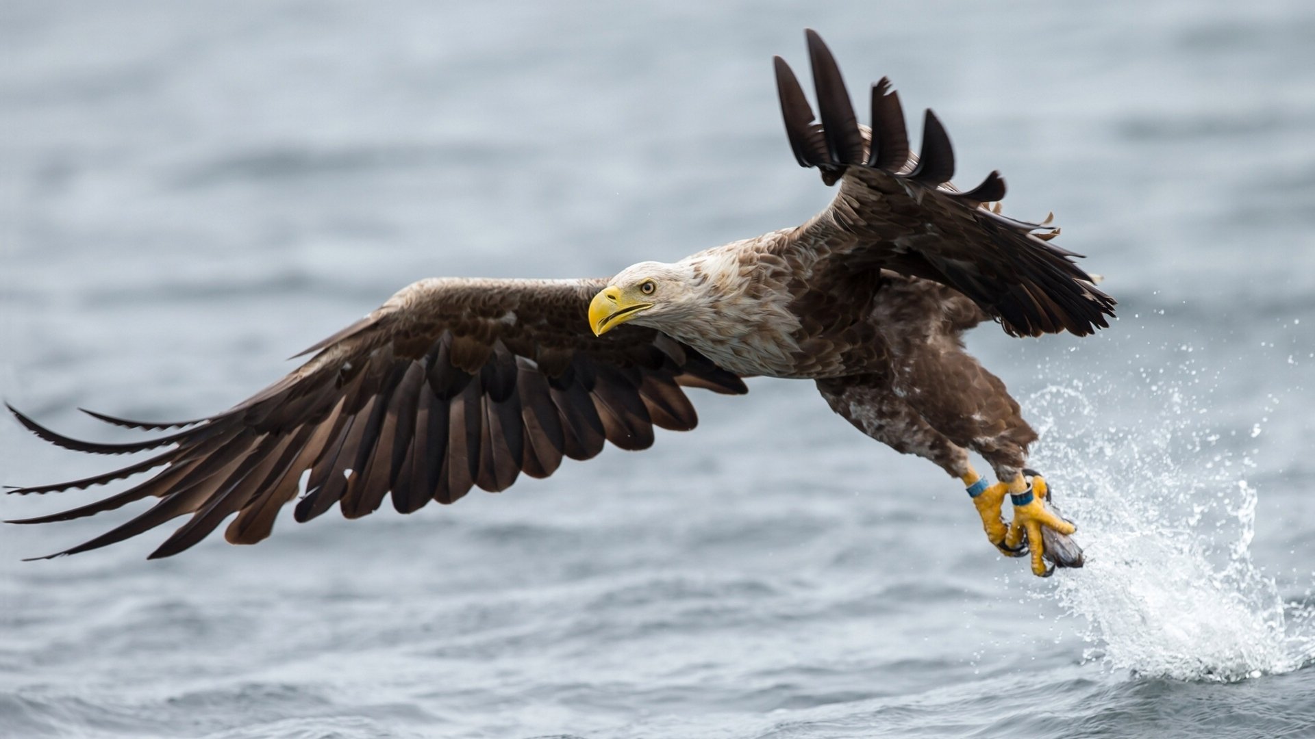 aquila dalla coda bianca uccello ali acqua